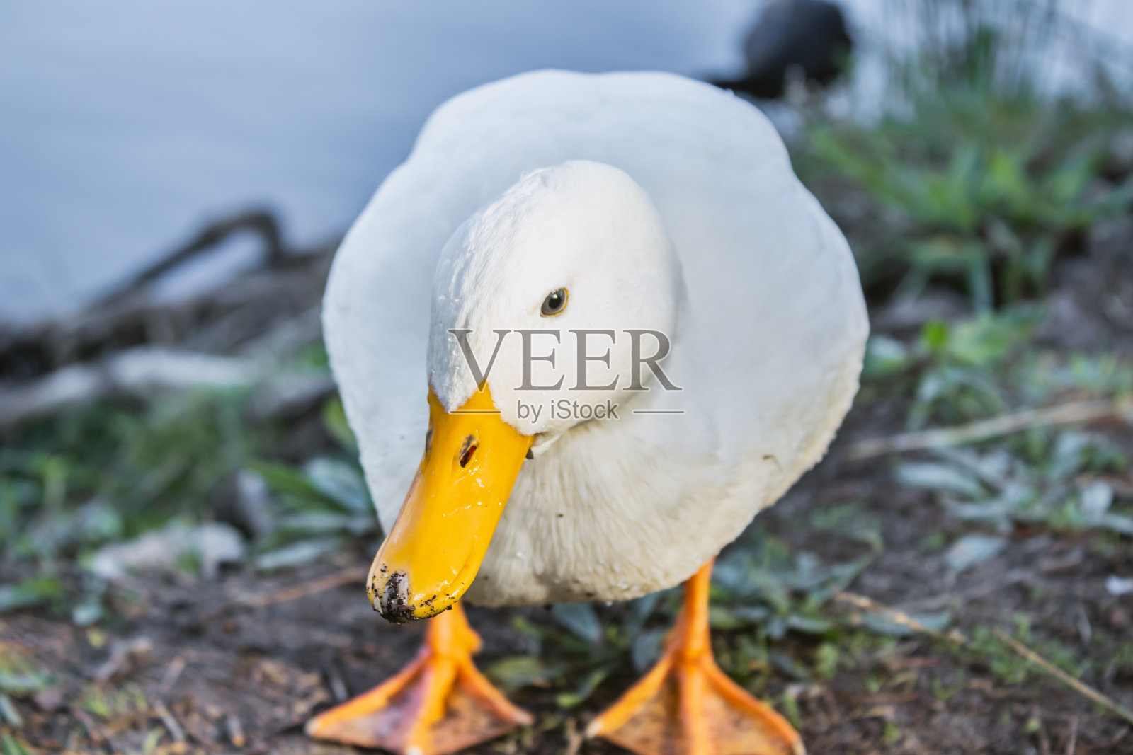 在南非开普敦，白色的北京鸭围绕着一个湖照片摄影图片