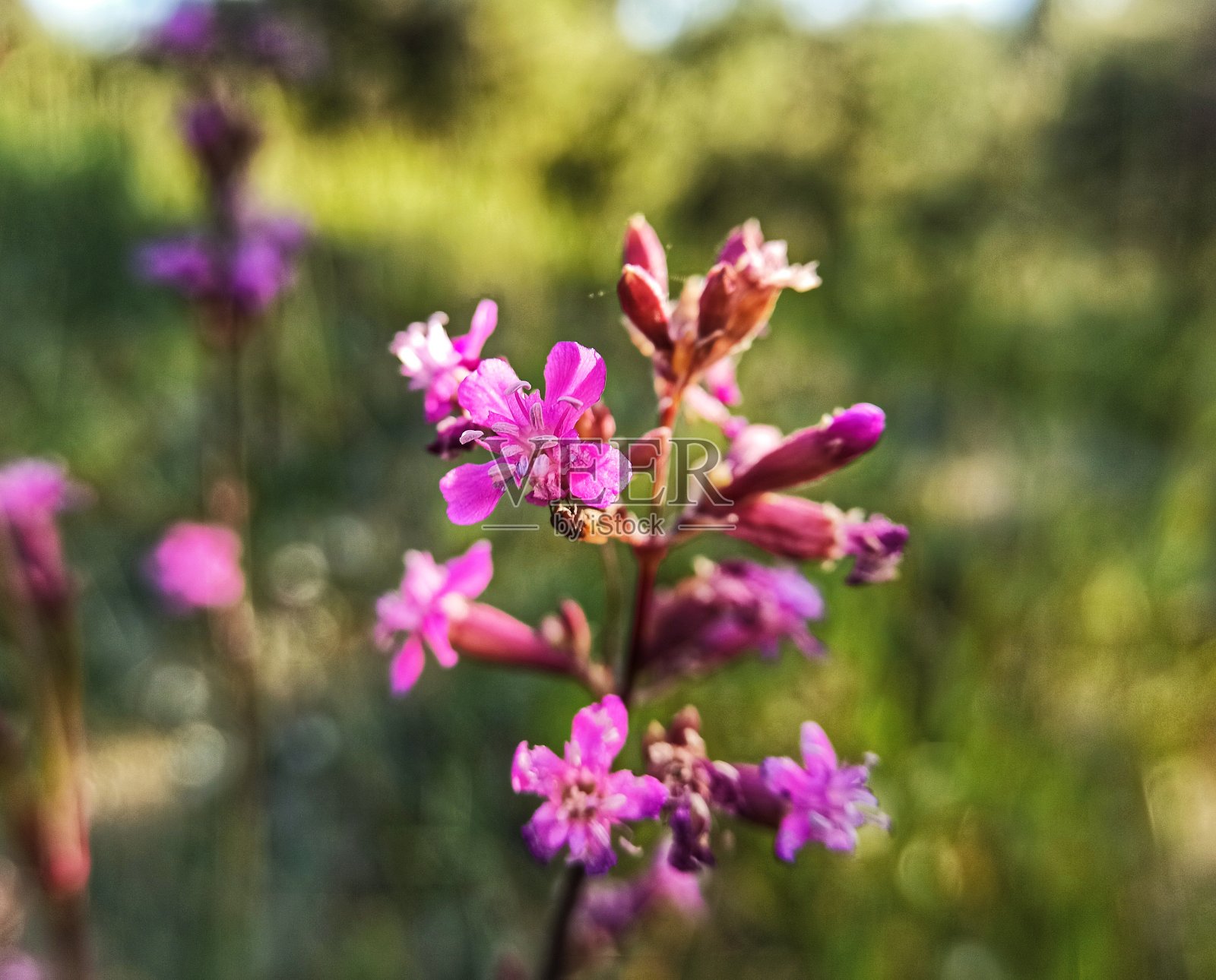 小粉红花朵照片摄影图片