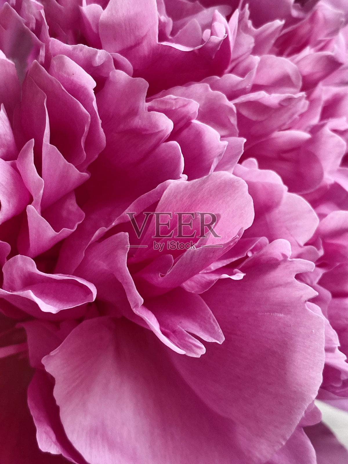 花瓣粉红牡丹自然背景照片摄影图片