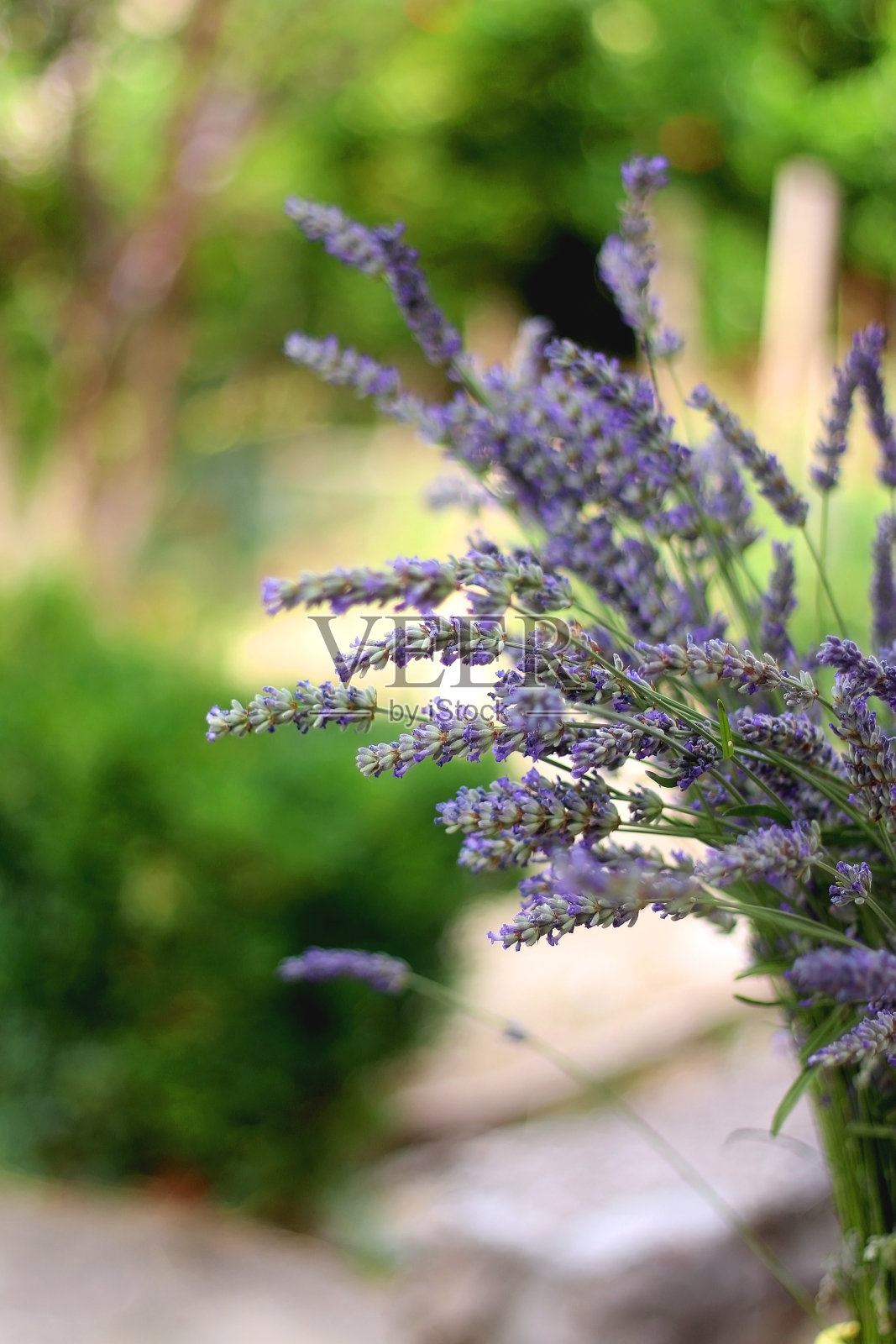薰衣草花照片摄影图片