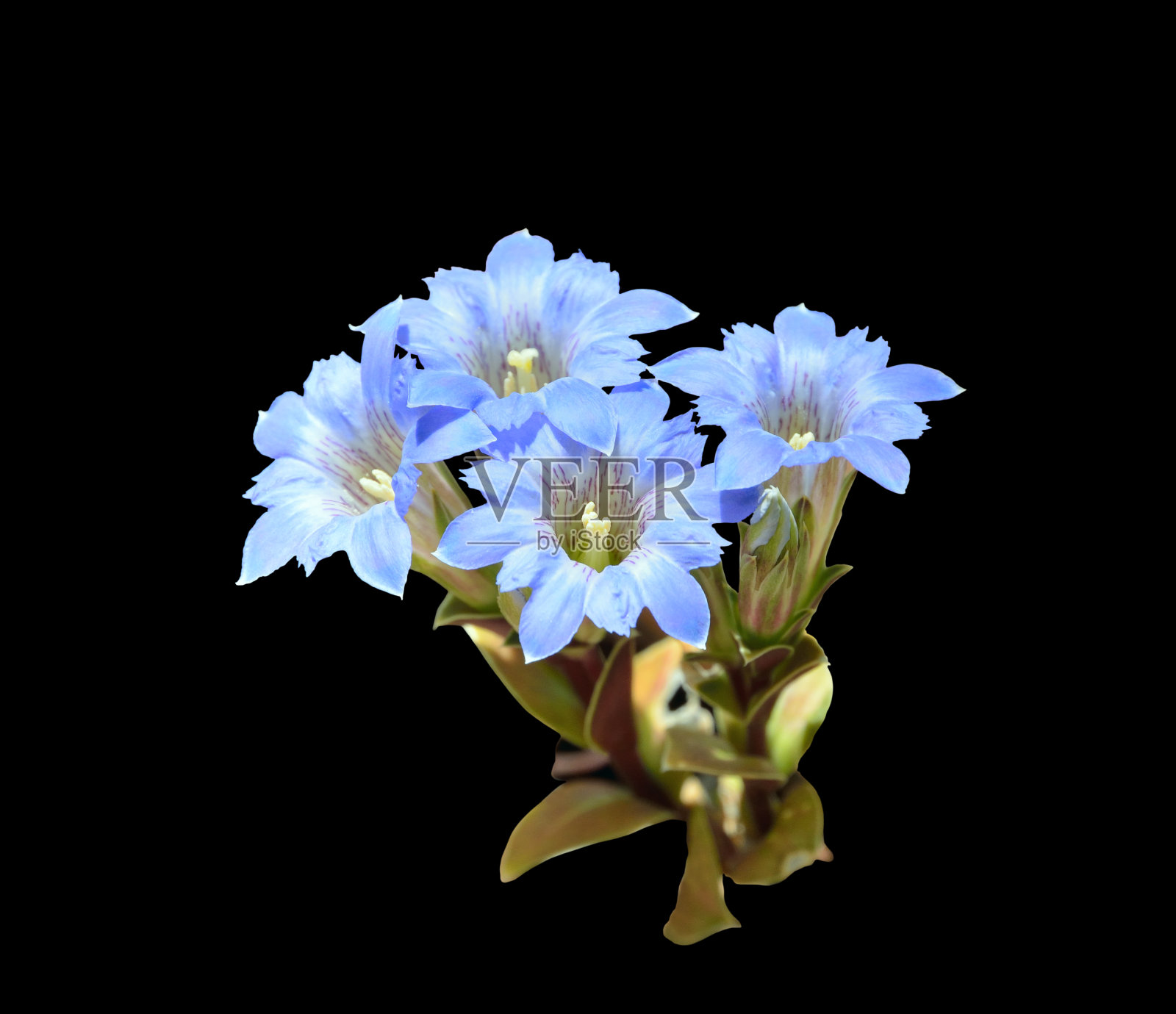 龙胆花(龙胆)照片摄影图片