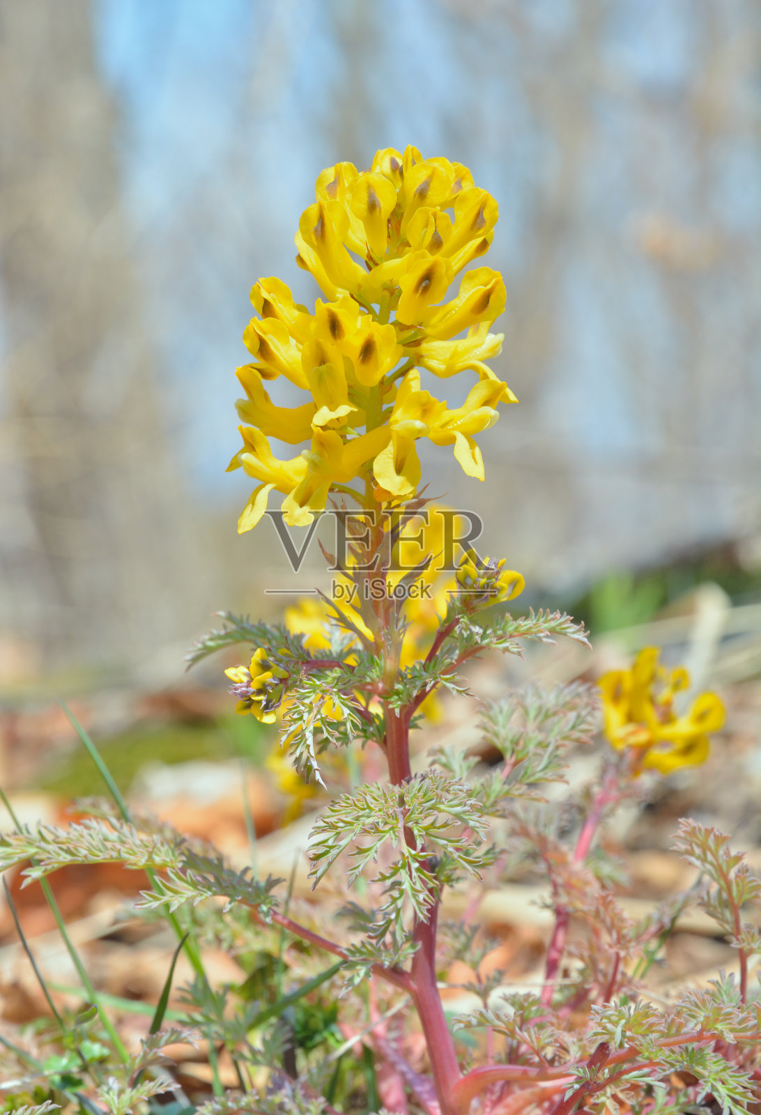 出生草的花(延胡索)照片摄影图片