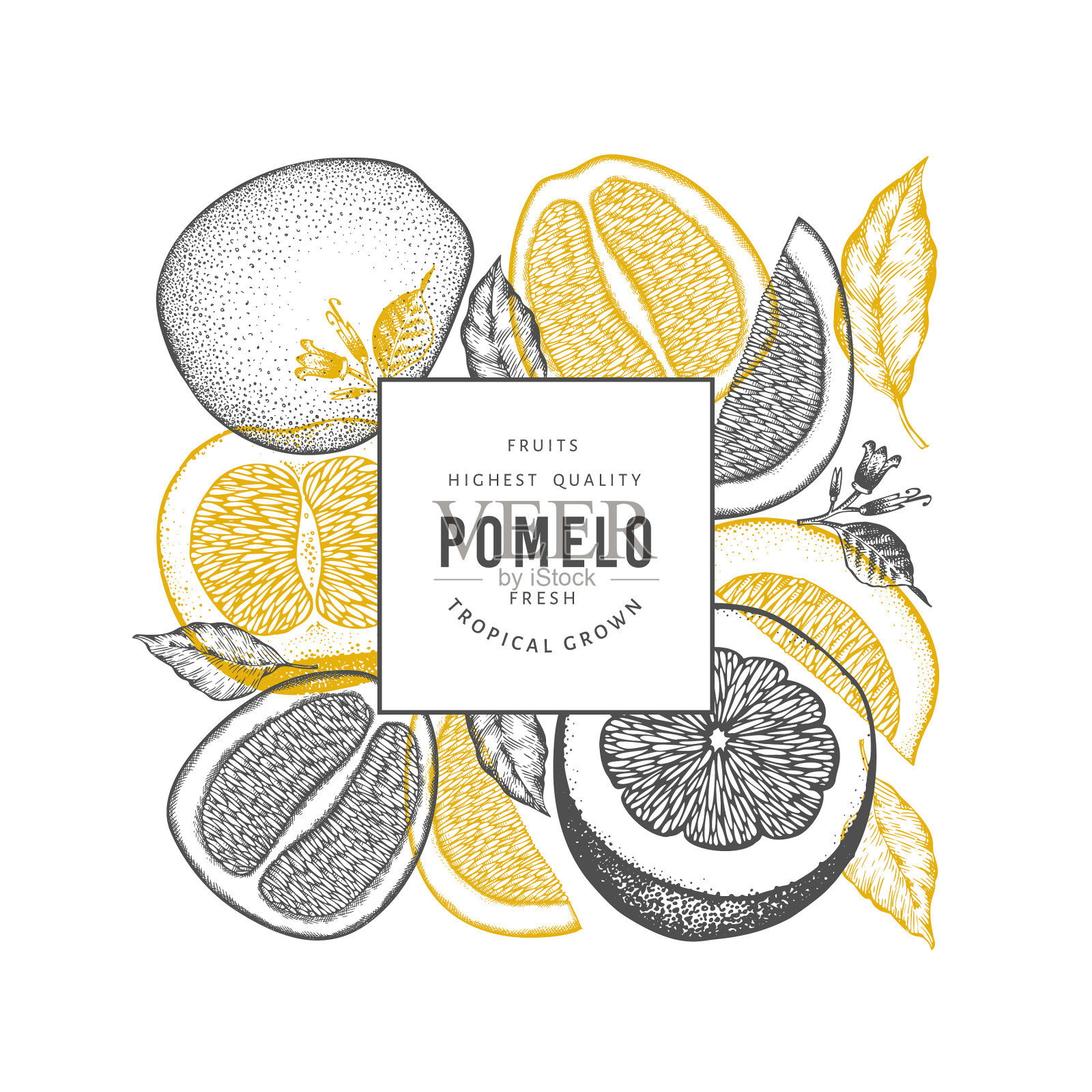 手绘素描风格的柚子横幅有机插画图片素材