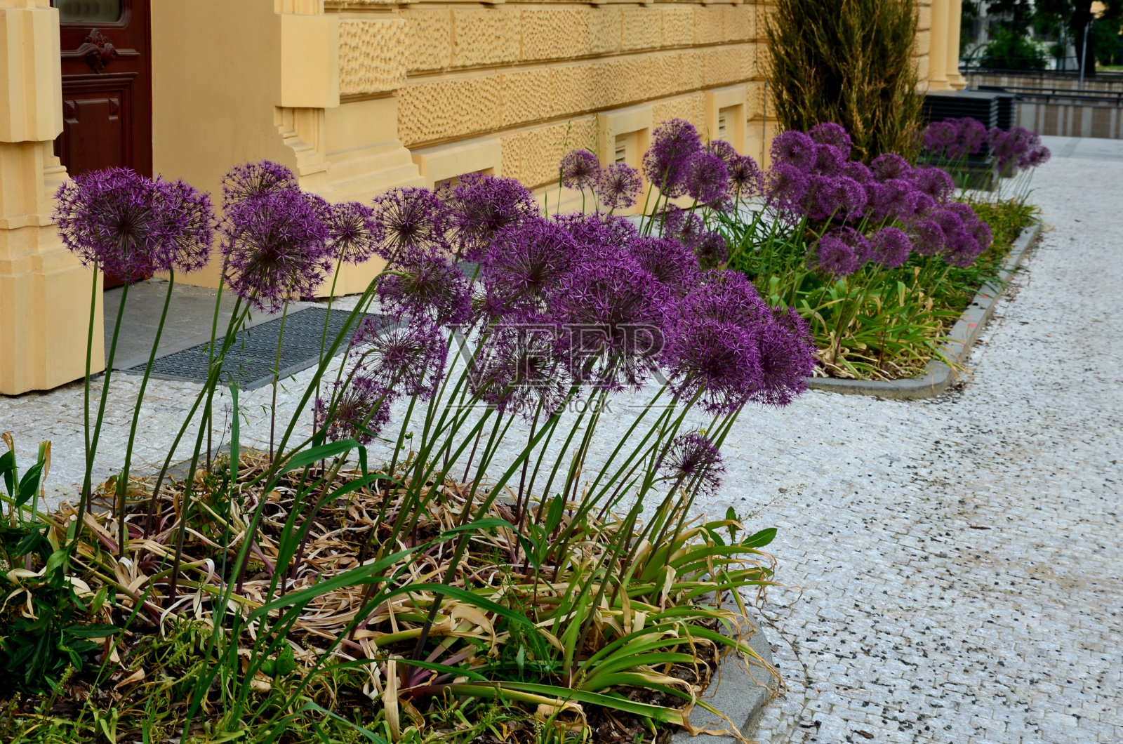 一种柱状的杜松树或灌木，个子较高但较窄。生长在一个历史建筑附近的一个被树皮覆盖的小花坛上。带有装饰性大蒜的椭圆形常绿植物的两个标本照片摄影图片