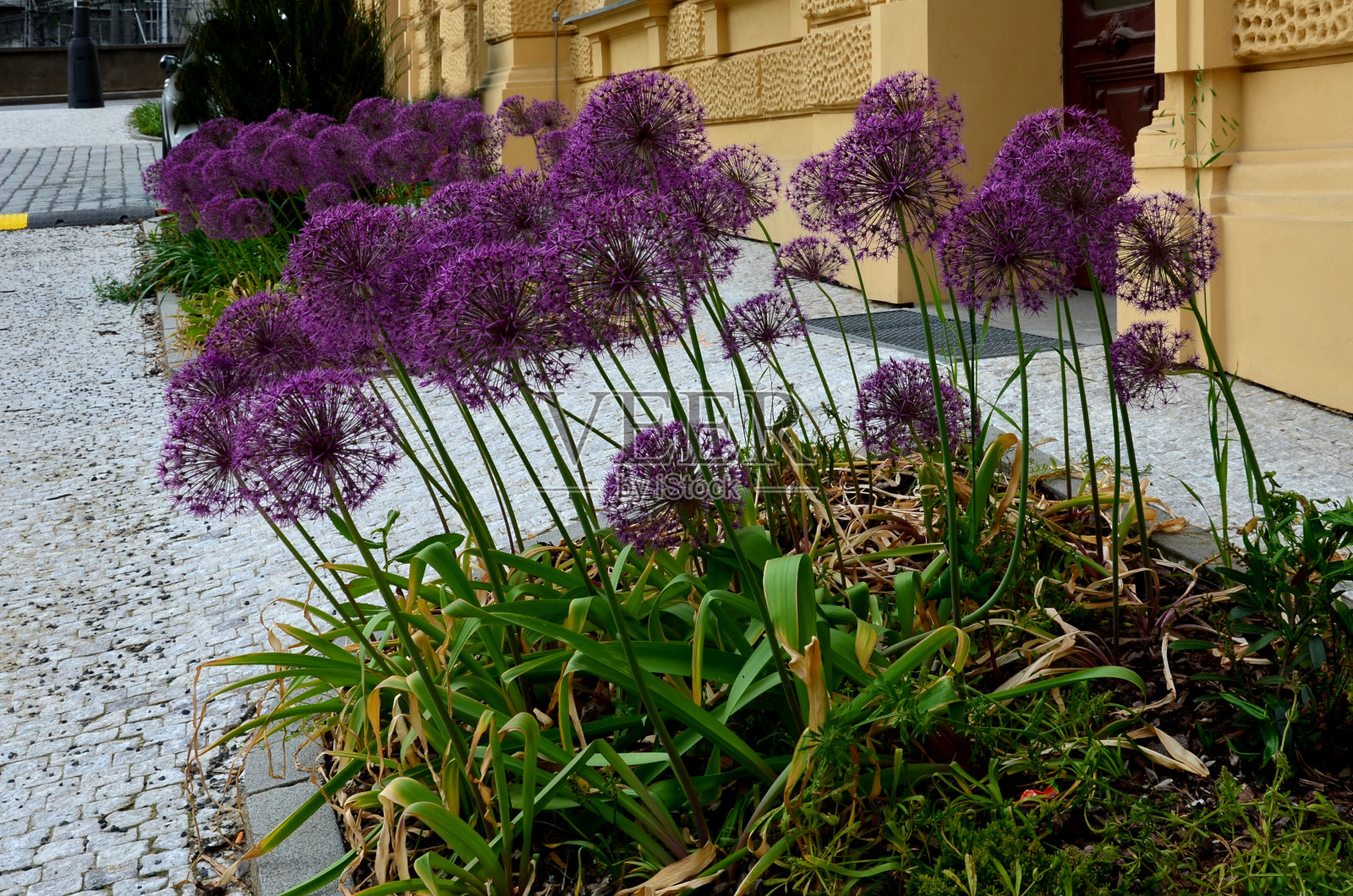 一种柱状的杜松树或灌木，个子较高但较窄。生长在一个历史建筑附近的一个被树皮覆盖的小花坛上。带有装饰性大蒜的椭圆形常绿植物的两个标本照片摄影图片
