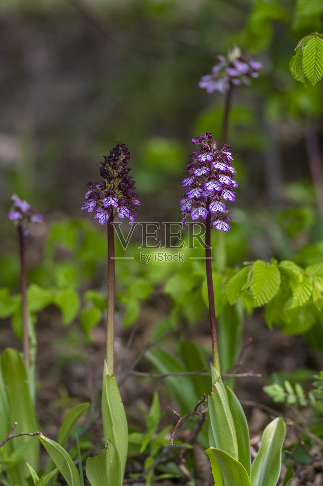 兰花是一种有花蕾的保护植物，花朵呈紫白色，盛开在高高的茎上，还带着花蕾照片摄影图片