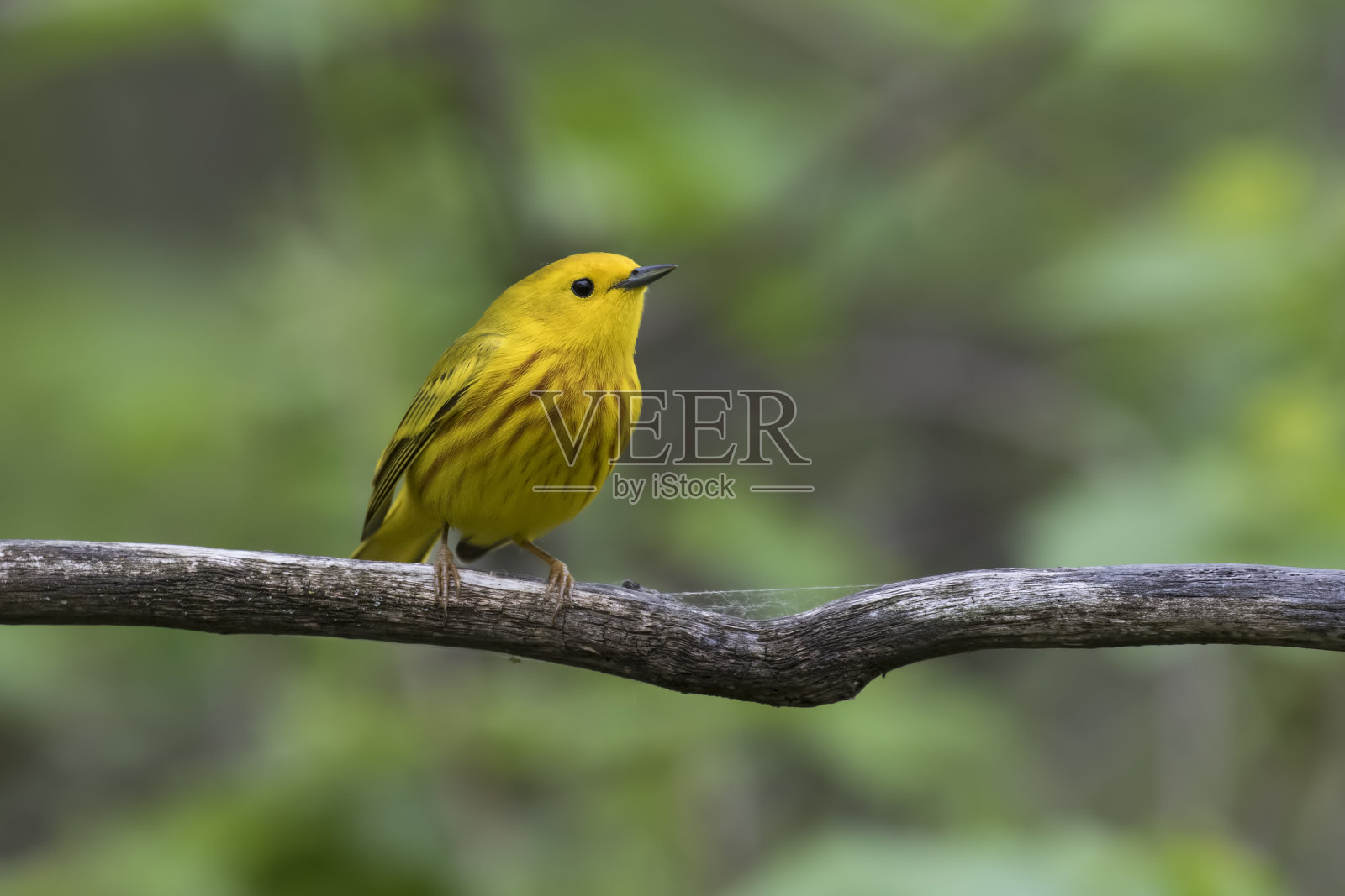 男性黄色莺照片摄影图片