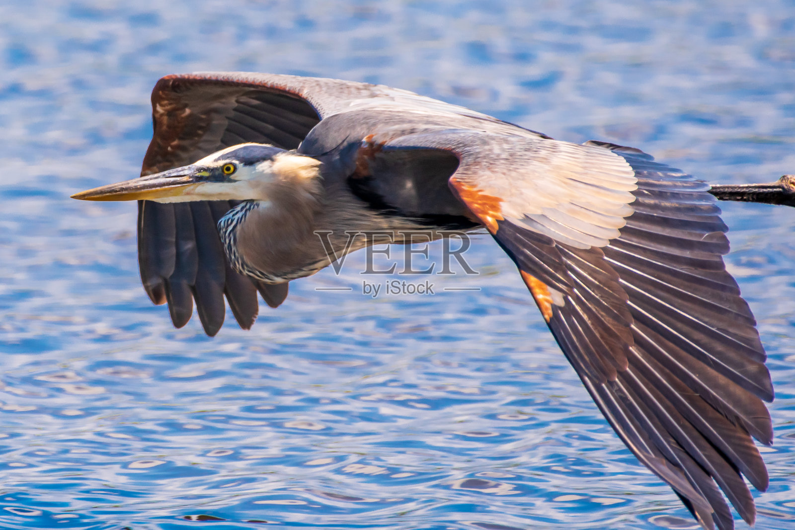 大蓝鹭在水上飞行照片摄影图片
