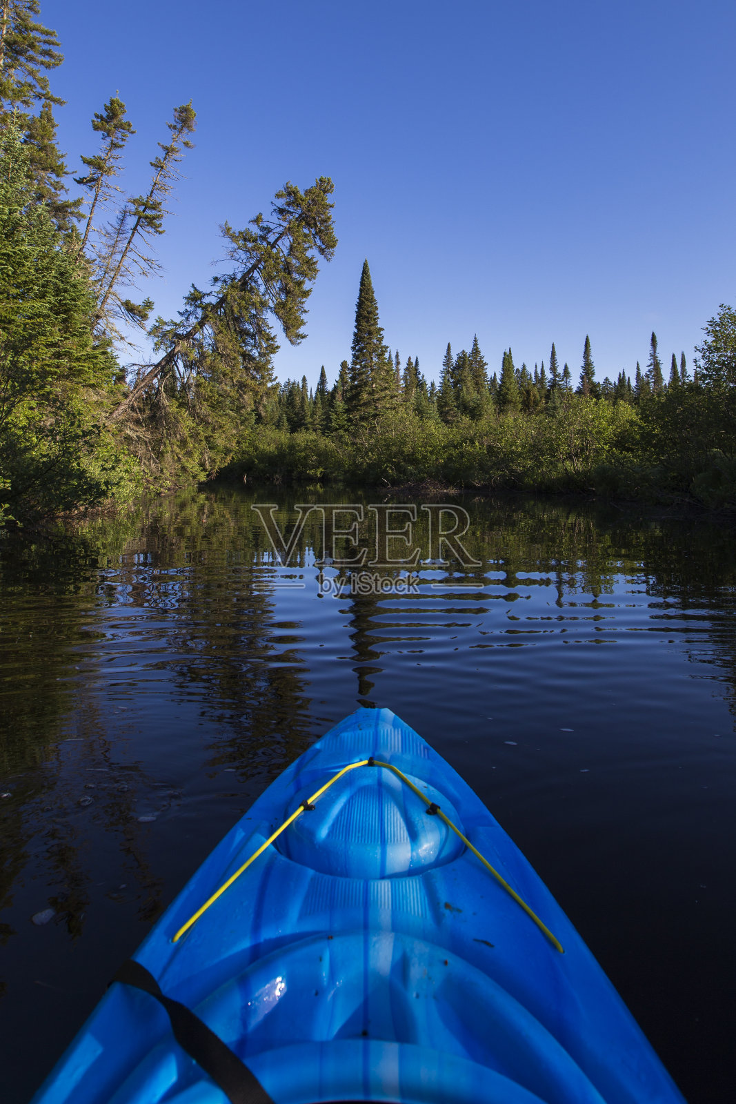 初夏的劳伦特森林照片摄影图片