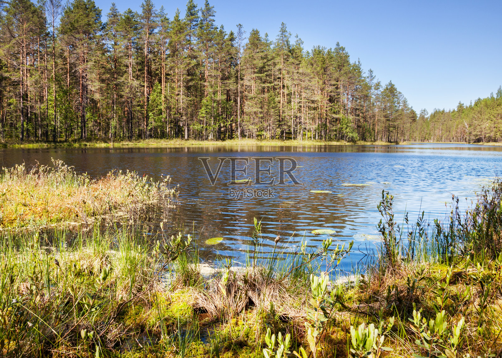 夏季景观有河流和森林照片摄影图片