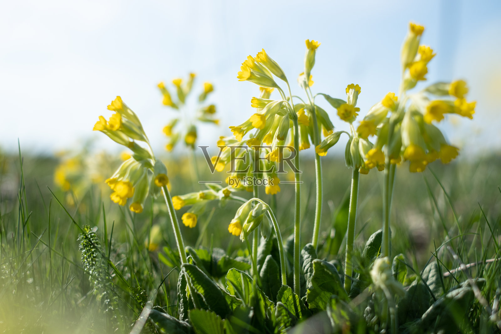 驴。照片摄影图片