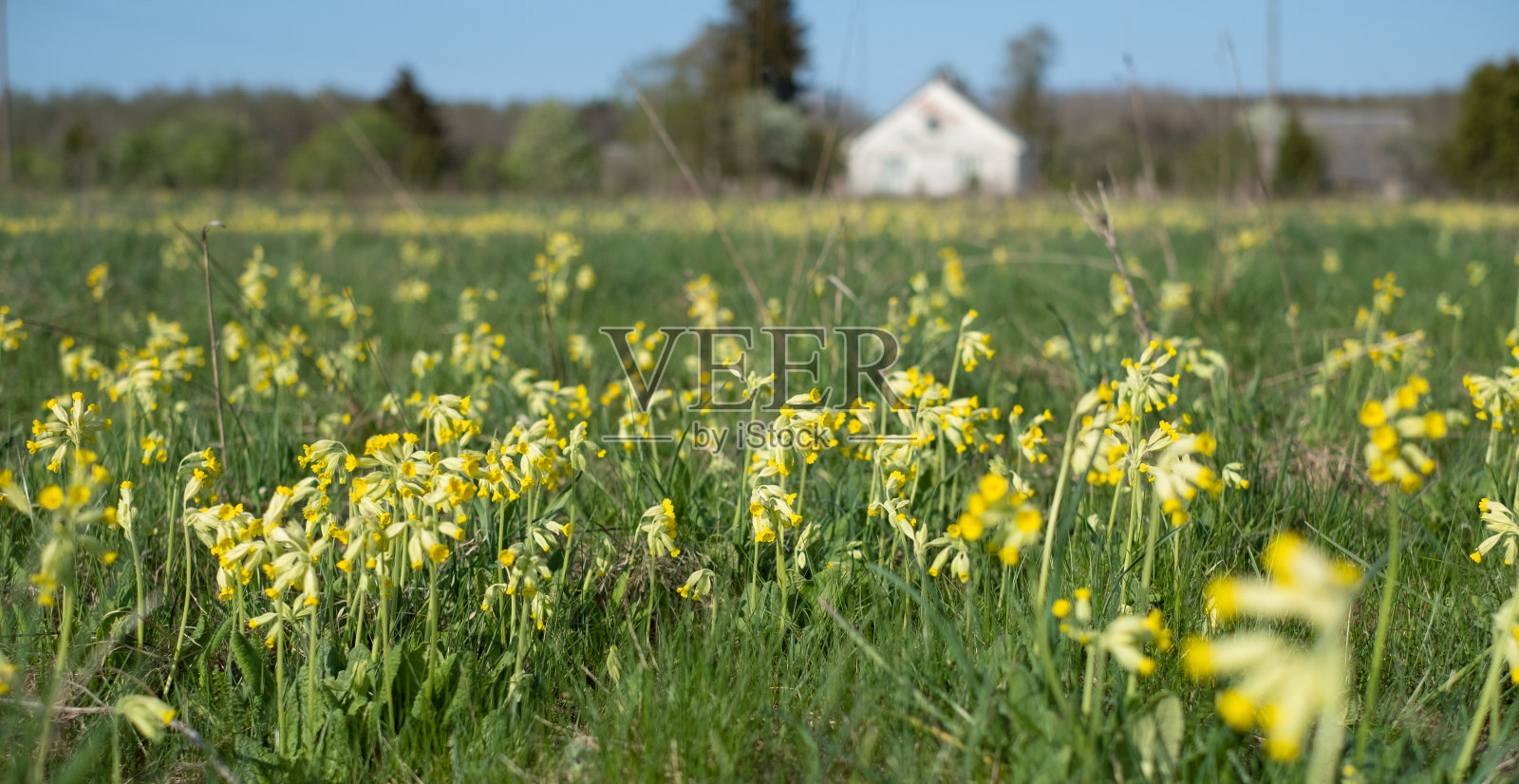 驴。照片摄影图片