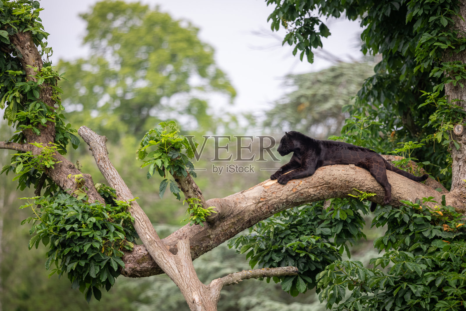 一辆黑色美洲虎正在丛林中休息照片摄影图片
