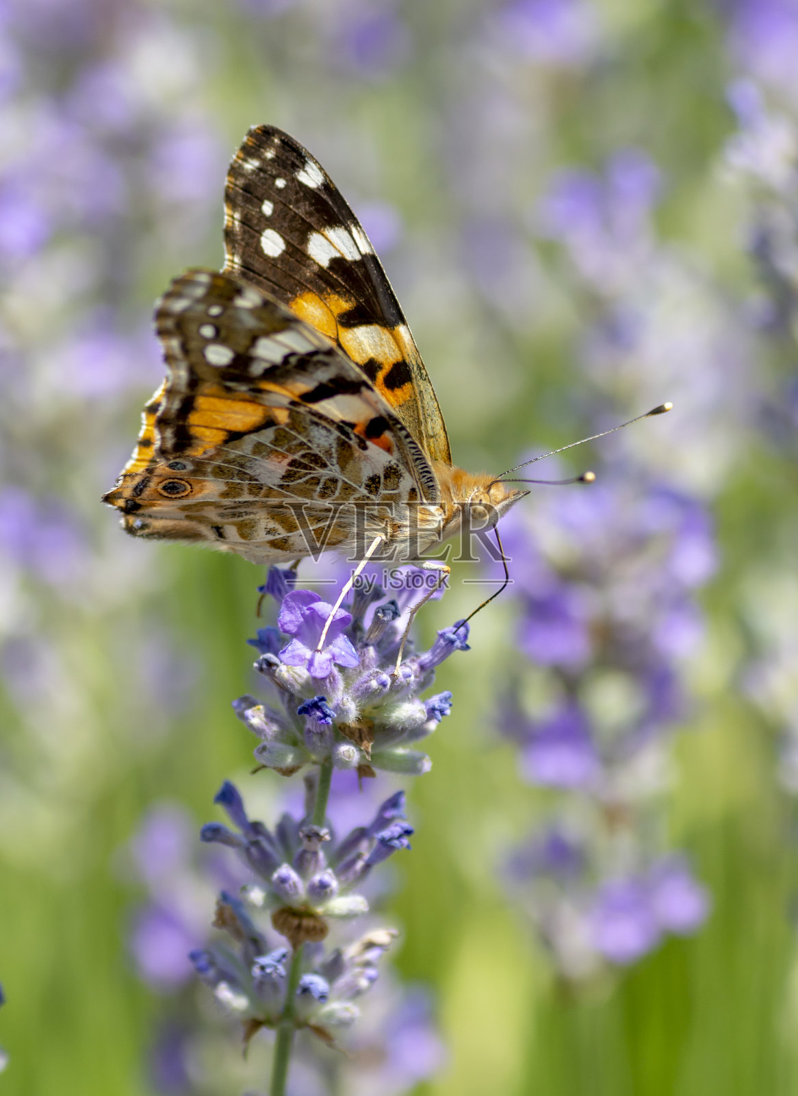 夏日里，坐在薰衣草花上的彩绘女士(凡妮莎·卡杜伊饰)。关闭了。宏。照片摄影图片