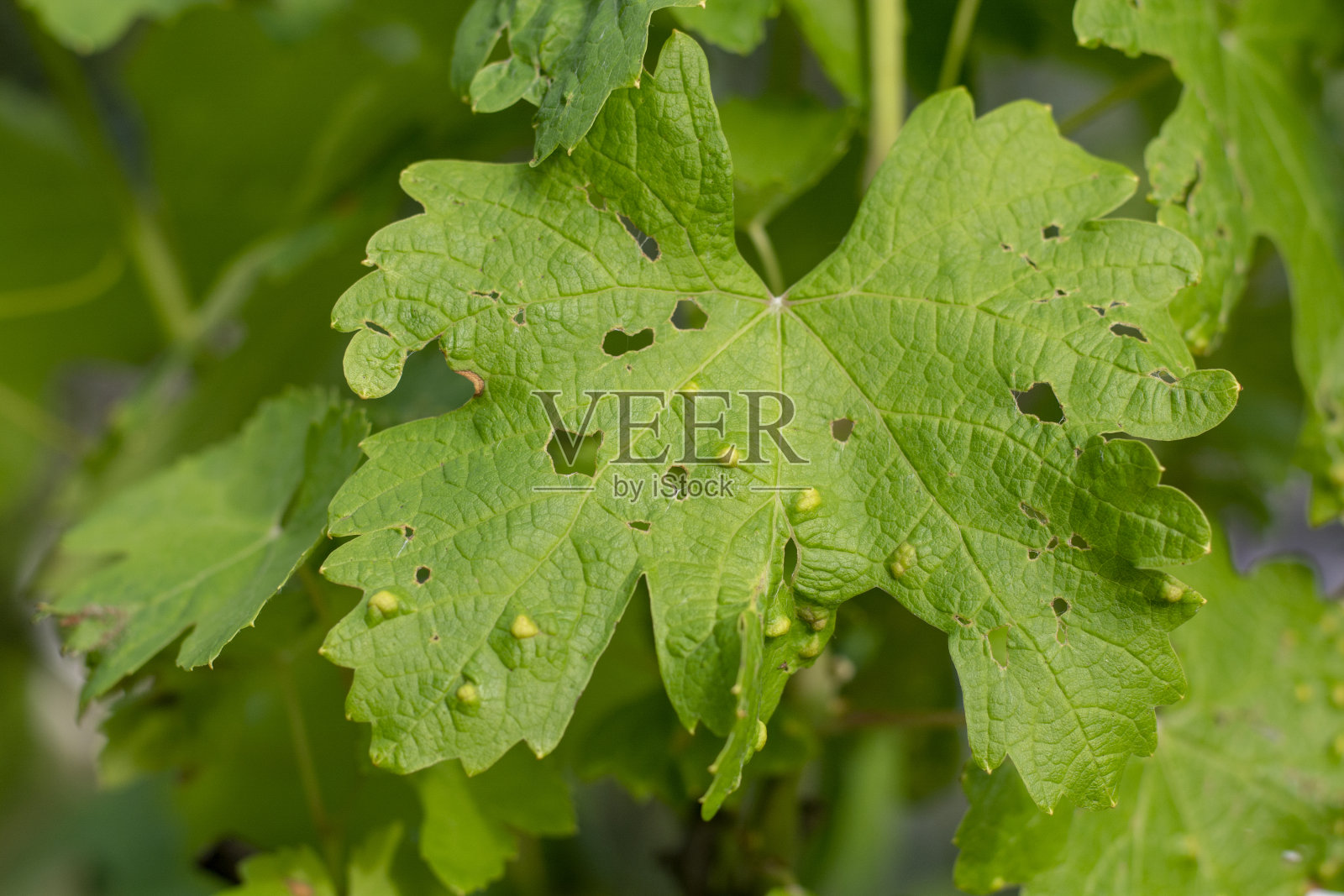 葡萄叶泡。葡萄泡螨(葡萄炎)。感染葡萄叶子。由水泡螨引起的疾病。关闭了。照片摄影图片