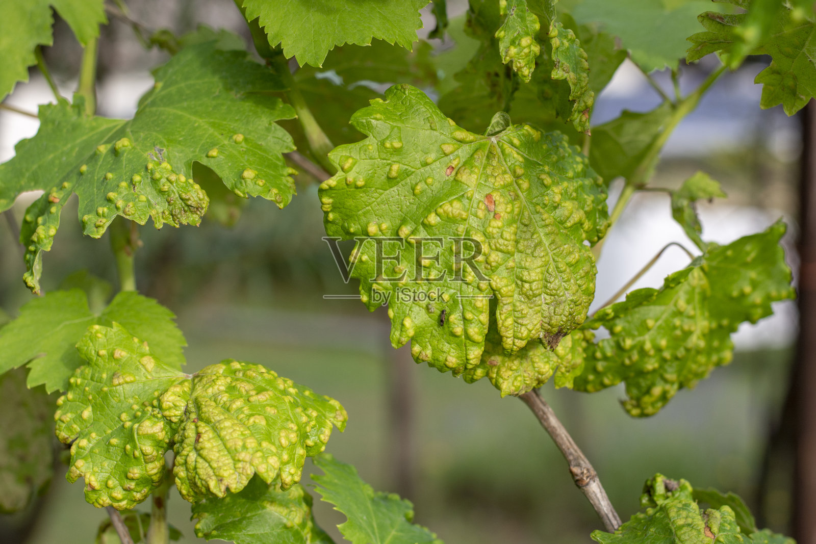 葡萄叶泡。葡萄泡螨(葡萄炎)。感染葡萄叶子。由水泡螨引起的疾病。关闭了。照片摄影图片