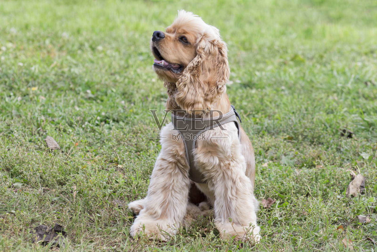 骑士国王查尔斯小猎犬正坐在秋天公园的绿草地上。宠物的动物。照片摄影图片