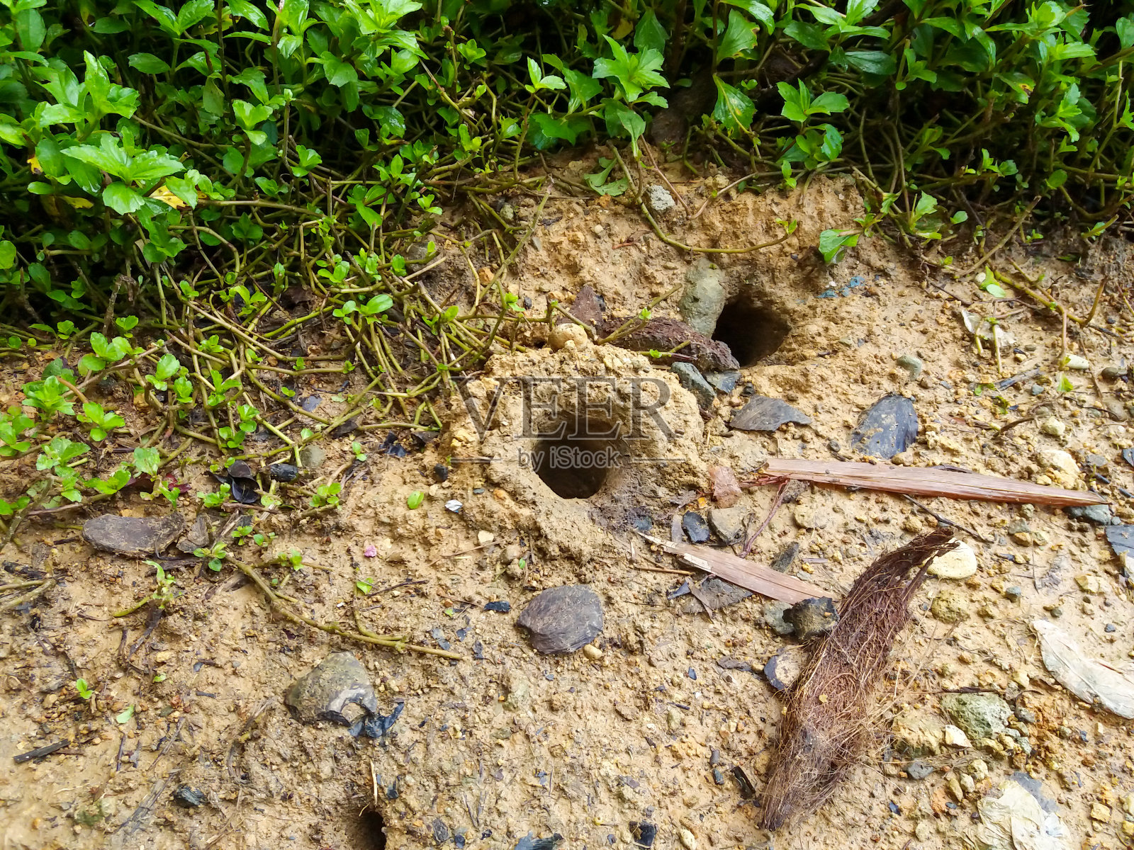 地上的蟹窝照片摄影图片