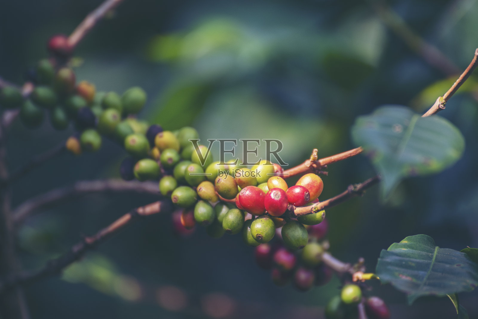 成熟的红咖啡豆浆果种植新鲜种子咖啡树生长在绿色生态有机农场。靠近红色成熟种子罗布斯塔阿拉比卡浆果收获的咖啡花园。新鲜咖啡豆绿叶灌木照片摄影图片