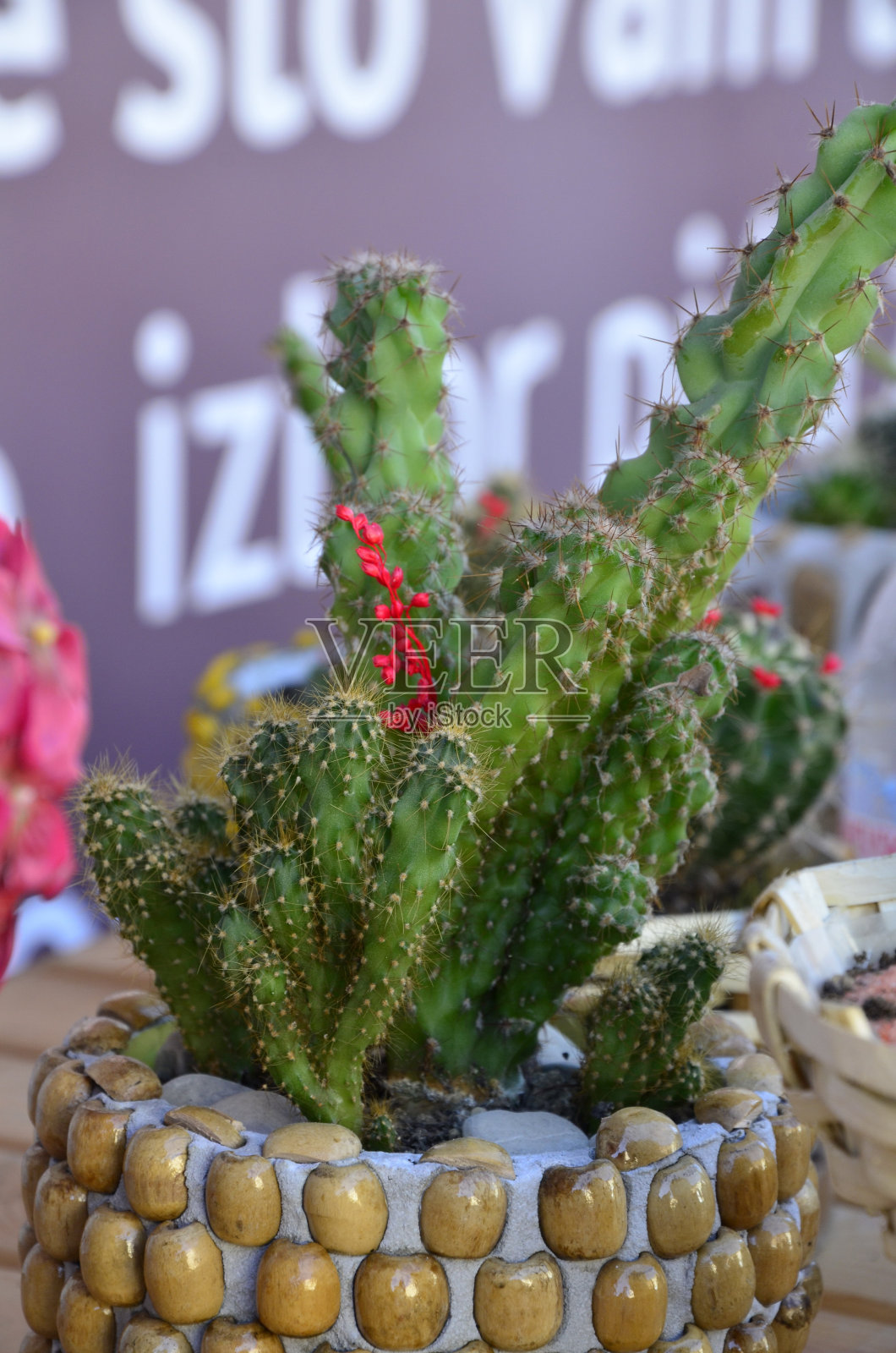 仙人掌在容器中照片摄影图片