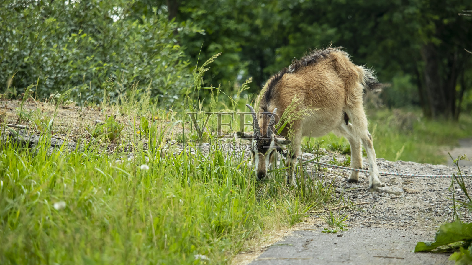 一只成年带角山羊在草地上吃草照片摄影图片