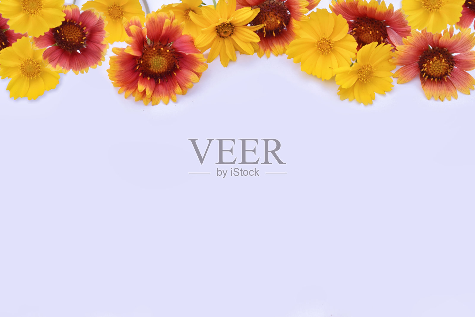 白色背景上的花照片摄影图片