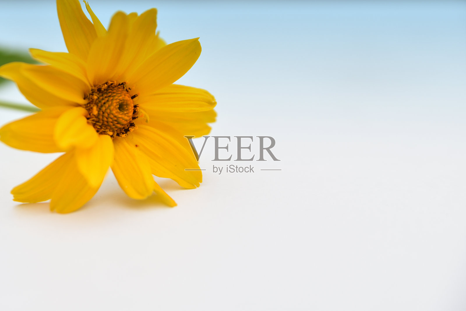 白色背景上的大花照片摄影图片