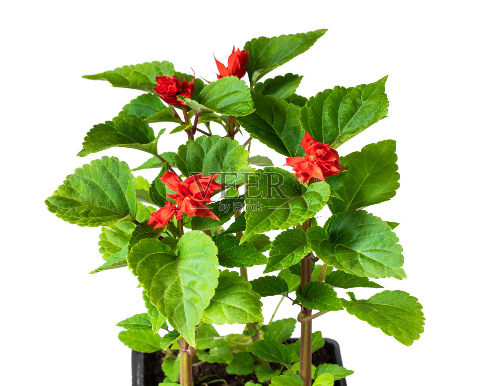 红色的鼠尾草植物在可回收的塑料盆上隔离白色。准备种植照片摄影图片