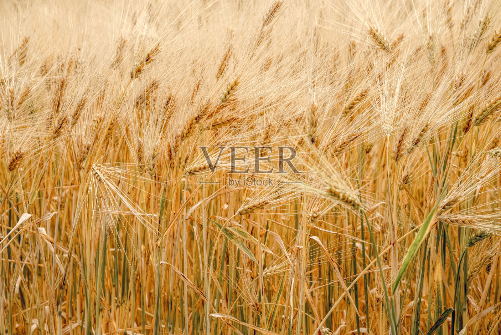 成熟的干麦穗照片摄影图片