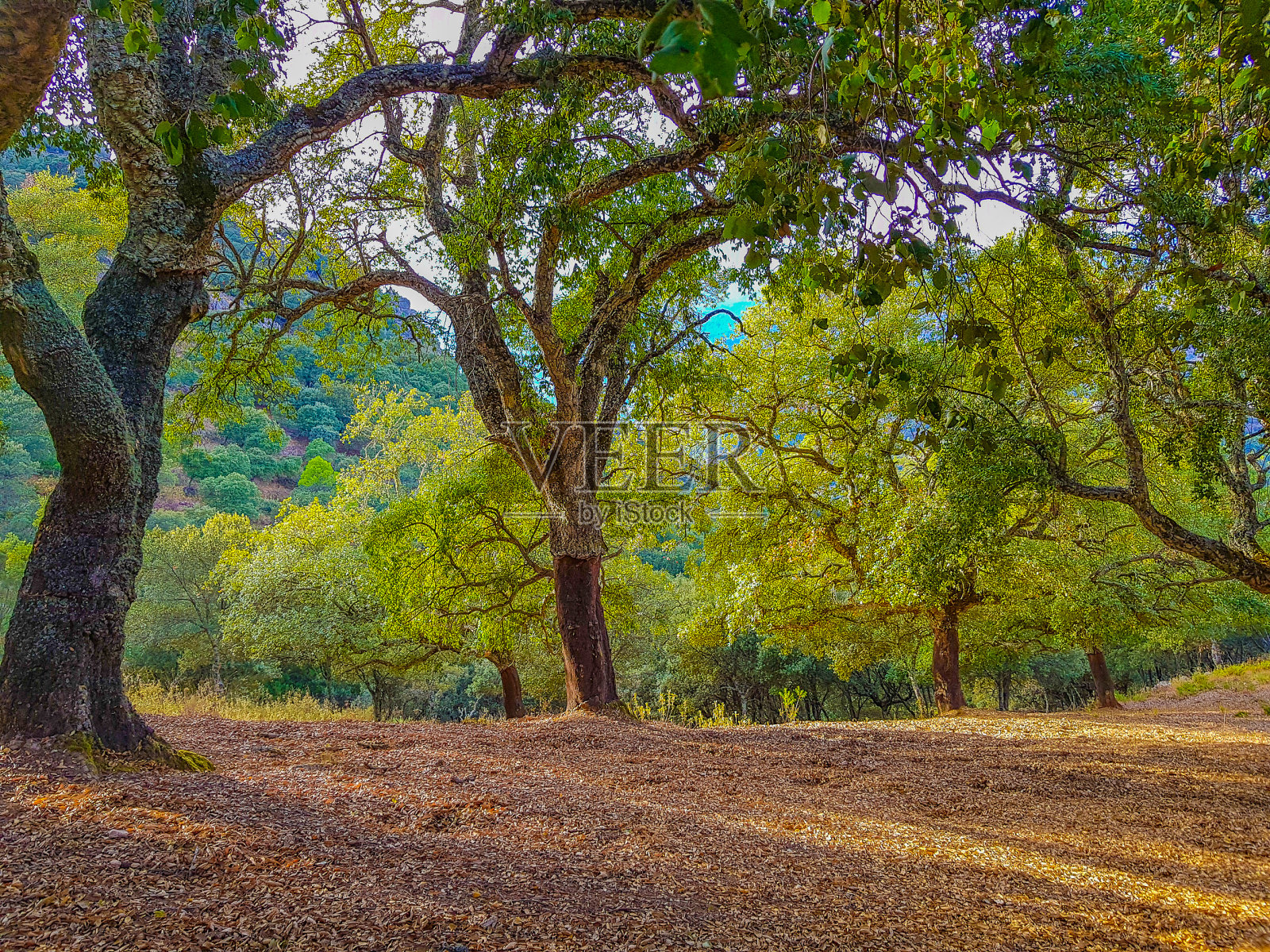 有干叶覆盖的软木栎林照片摄影图片