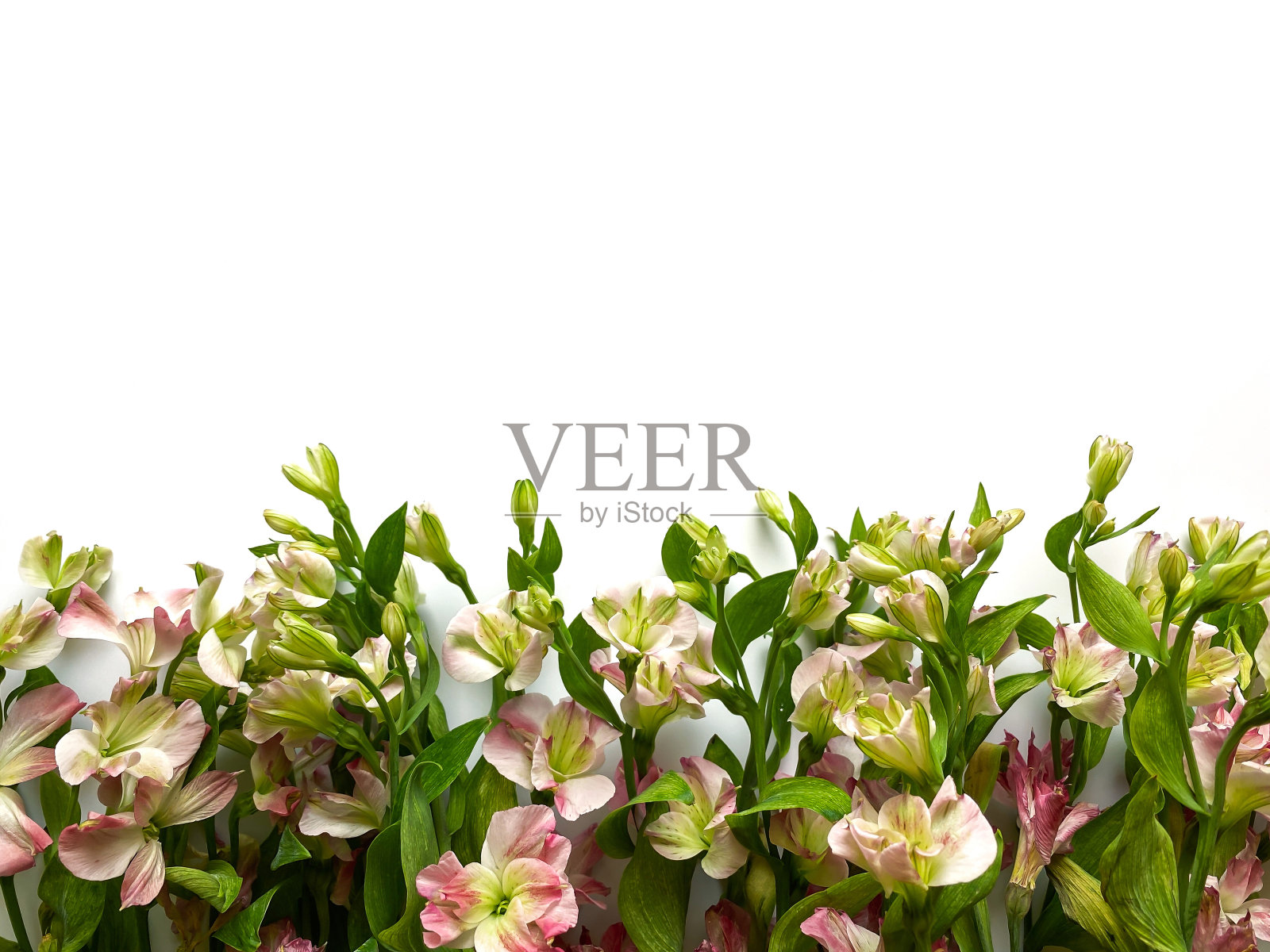 花组成。由白色背景上的粉红色花做成的框架。婚礼日、母亲节和妇女节的概念。平躺，俯视图。照片摄影图片