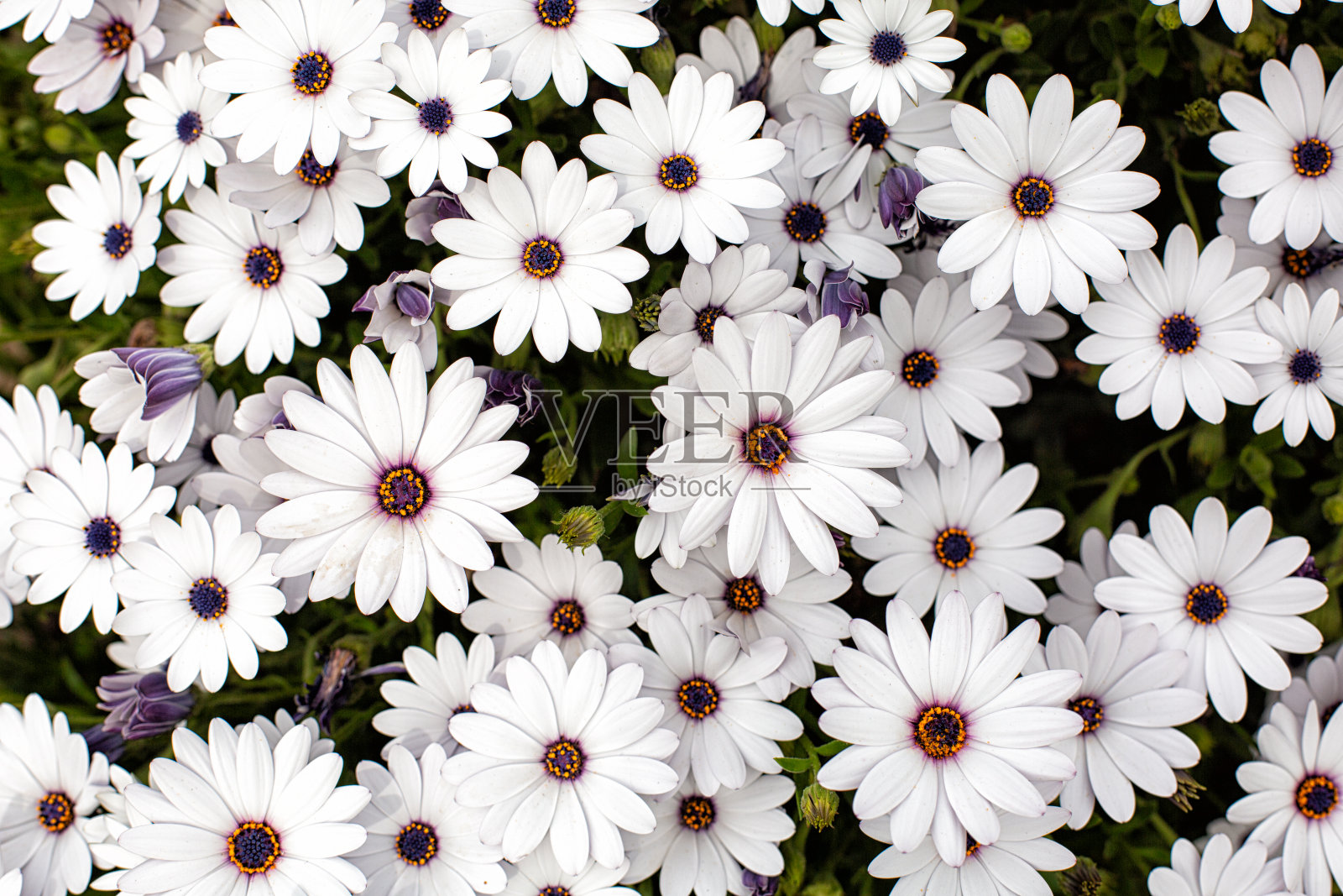 白色的披肩雏菊，紫色的中心。背景。照片摄影图片