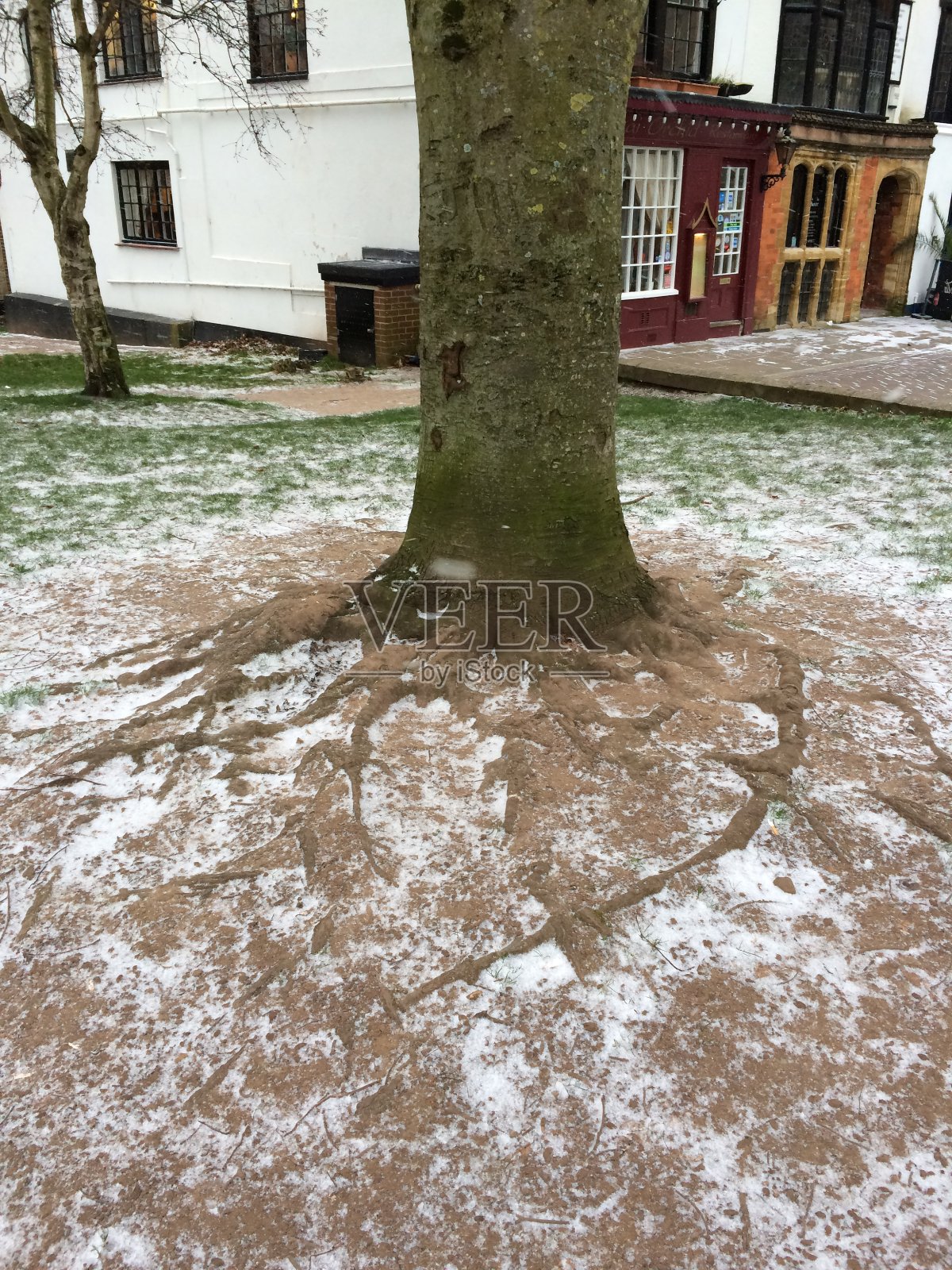 铜山毛榉树干/树干/树皮照片摄影图片