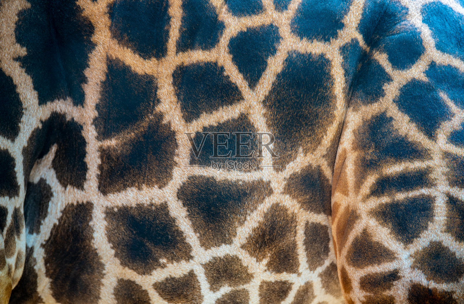 带有纹理和图案的长颈鹿皮肤局部细节可以用于设计照片摄影图片