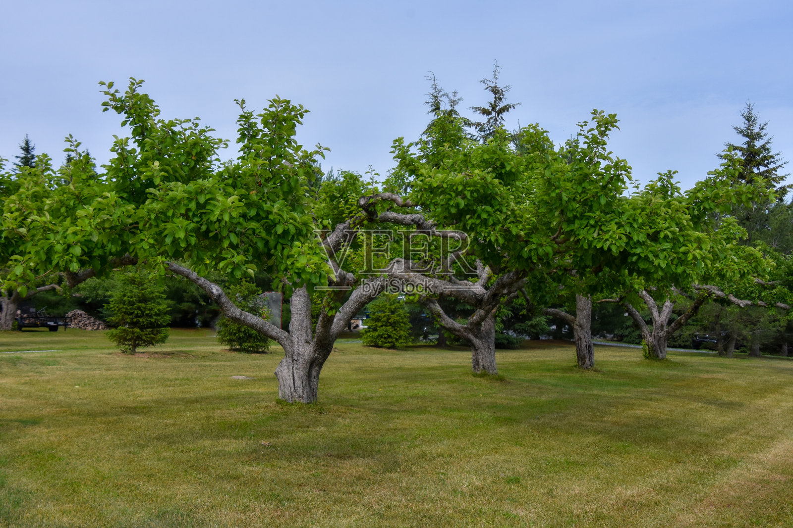 漂亮的果园照片摄影图片