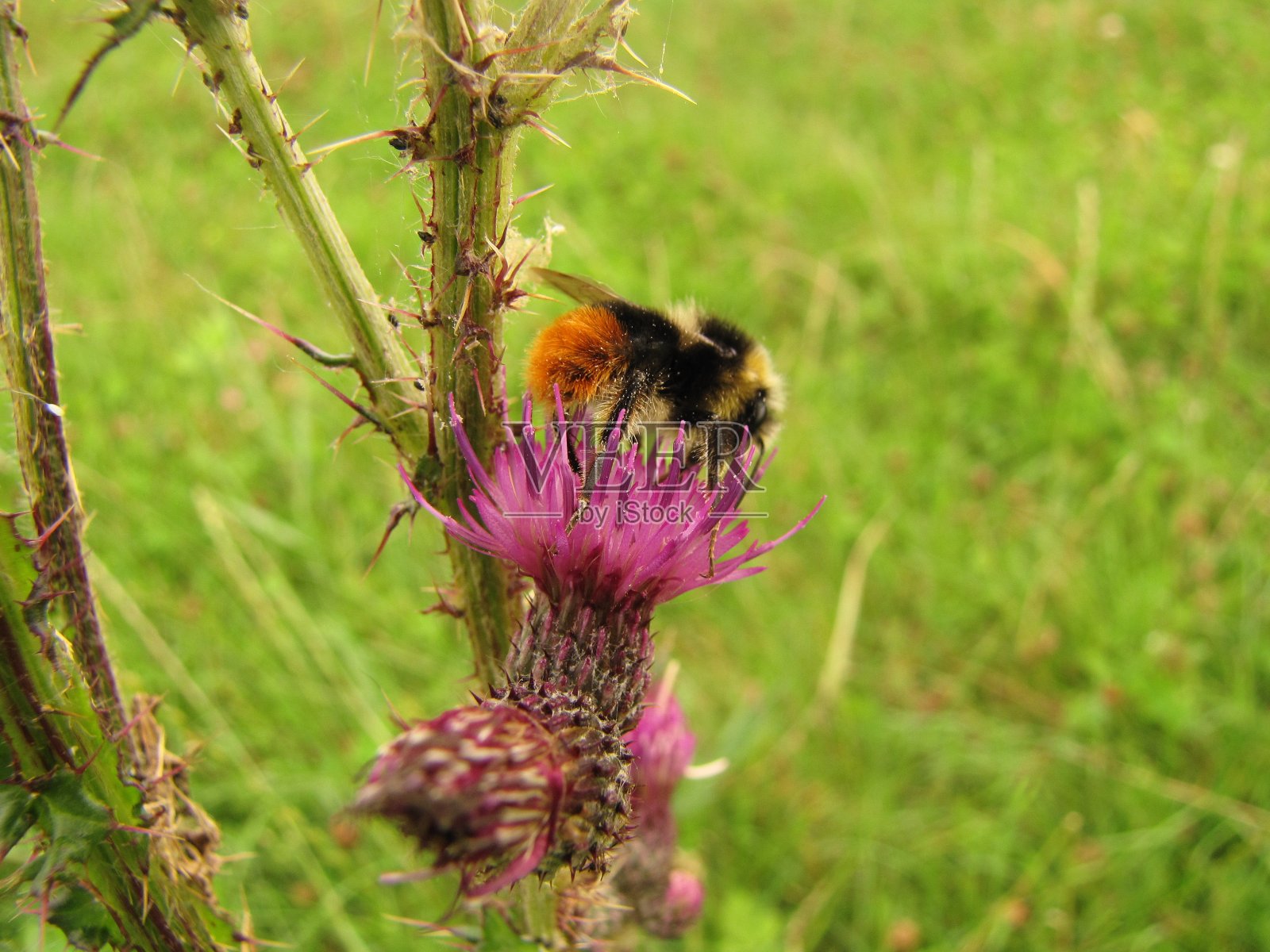 一只大黄蜂坐在紫色的蓟上照片摄影图片