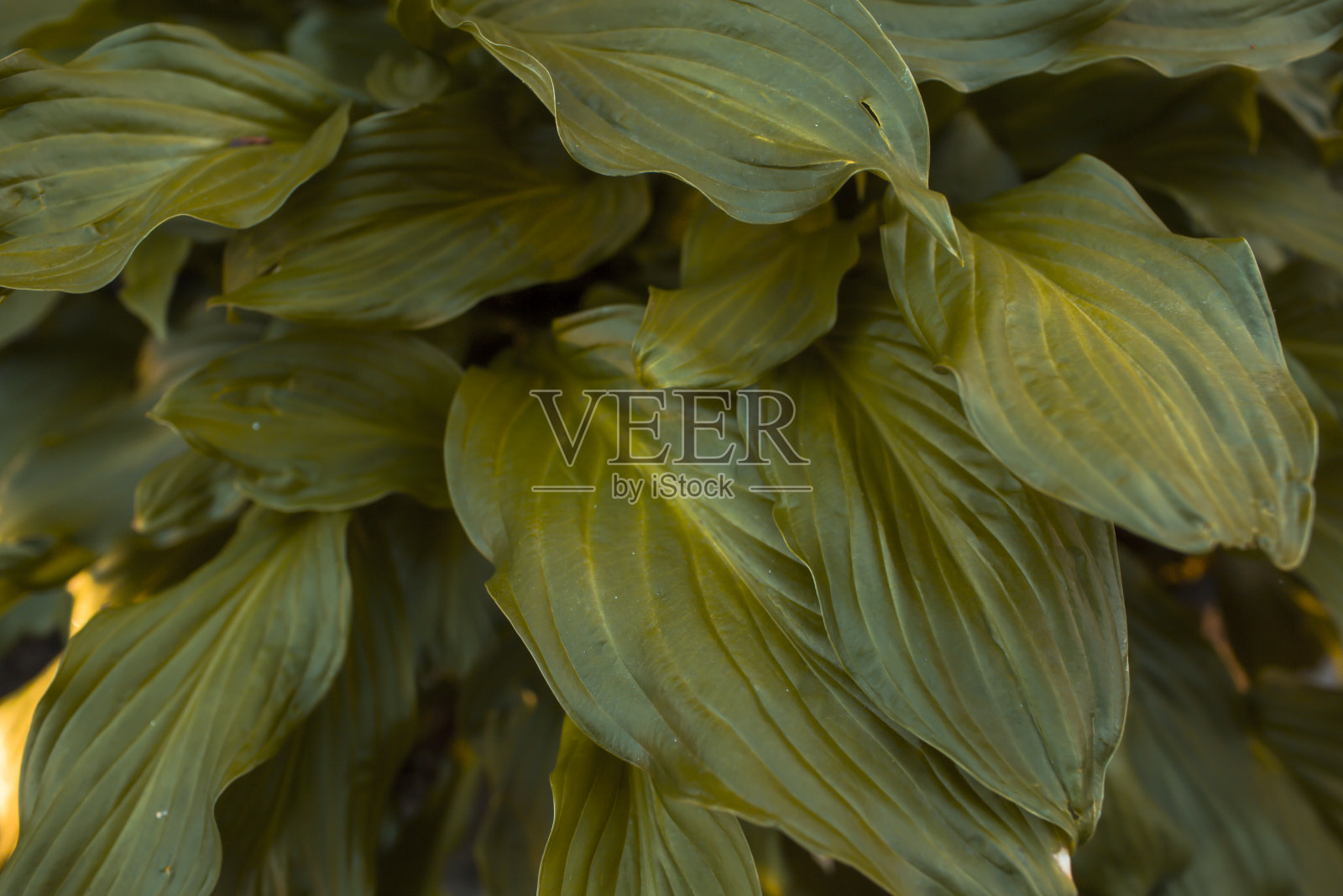 广受欢迎的大型玉簪植物照片摄影图片