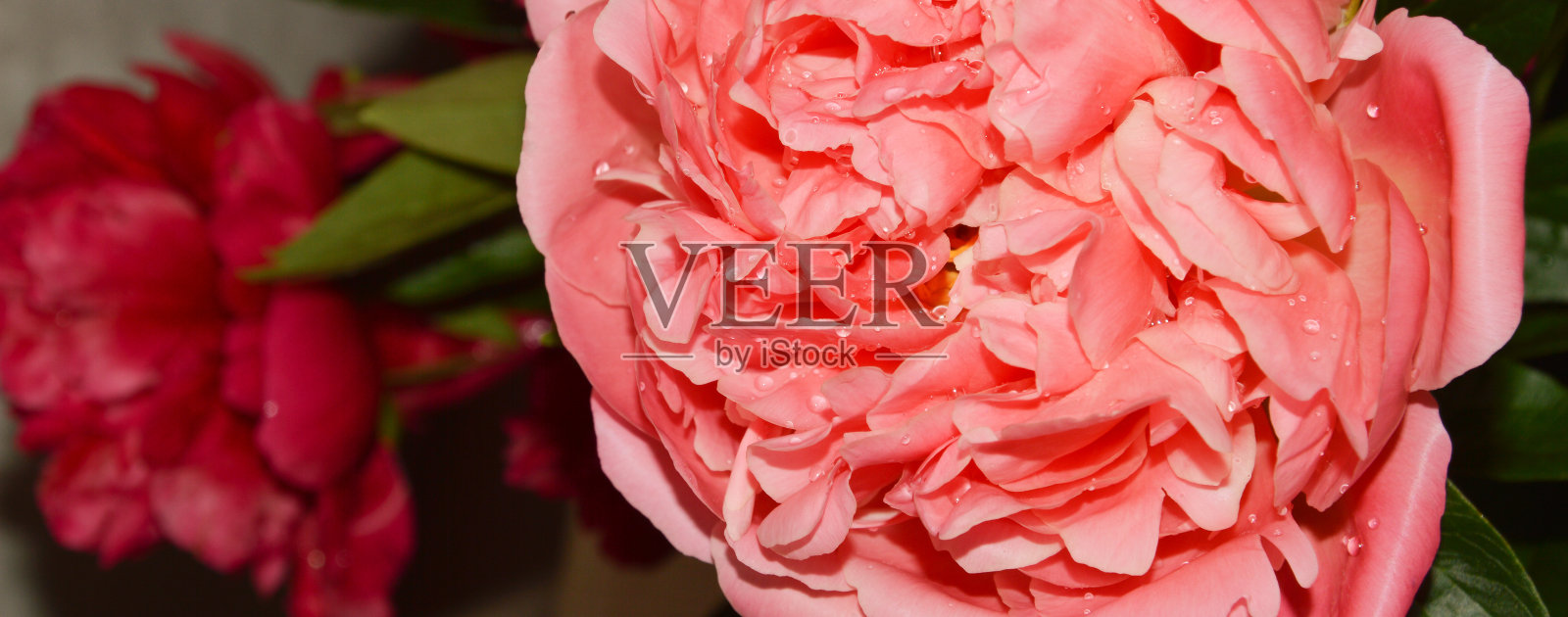 郁郁葱葱的,精致的花朵。粉色的牡丹。节日、妇女节背景装饰。照片摄影图片