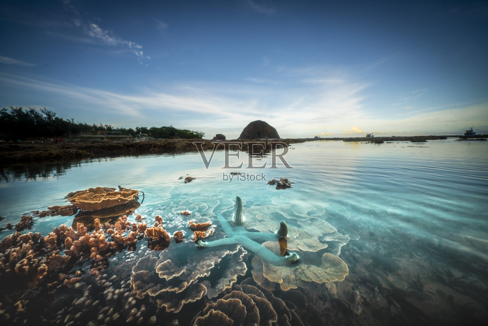 越南中部美丽多彩的珊瑚照片摄影图片