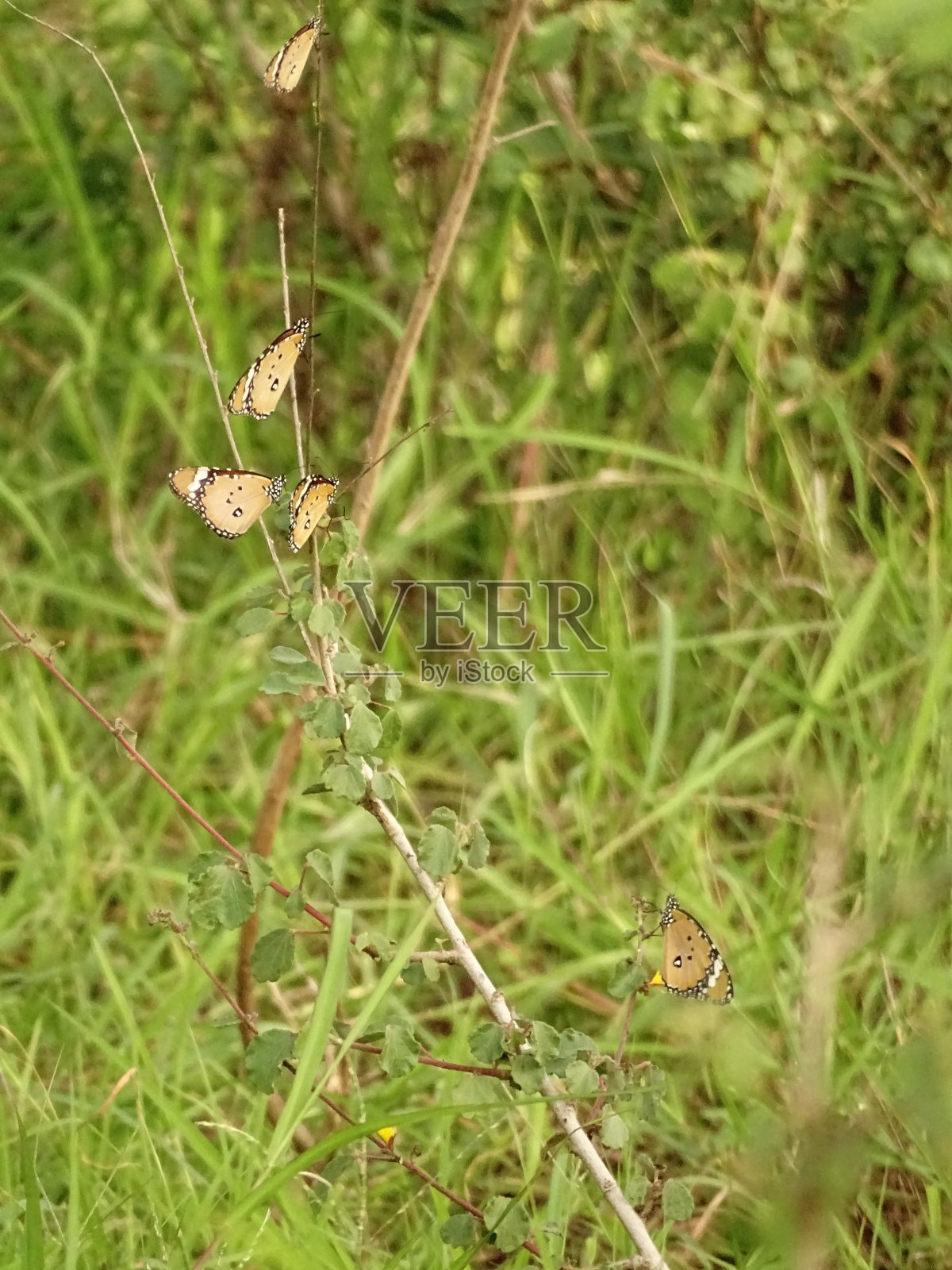蝴蝶休息照片摄影图片