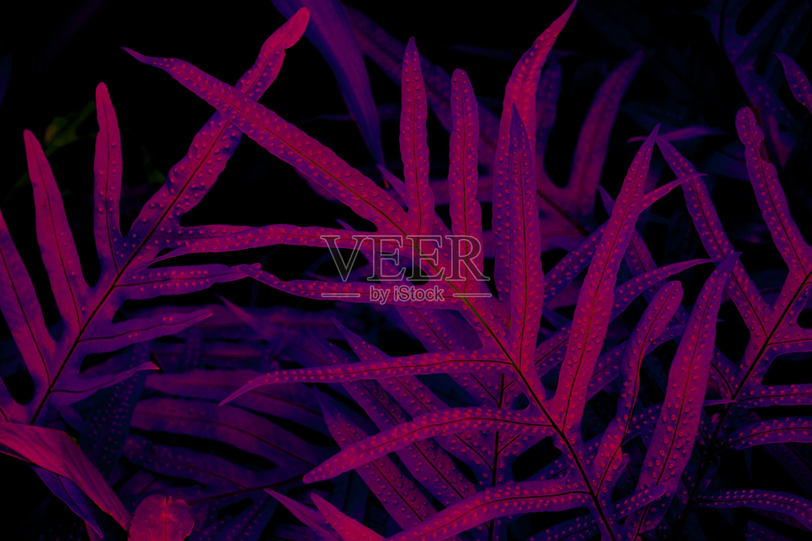 热带叶林在黑光背景下发光。高对比度。照片摄影图片