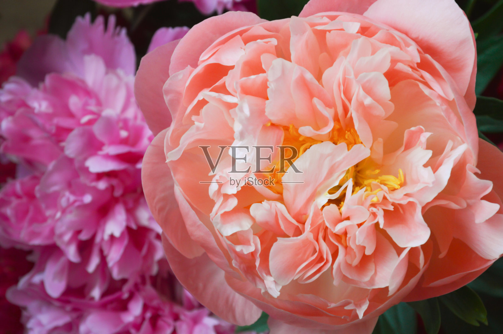 郁郁葱葱的,精致的花朵。粉色的牡丹。节日、妇女节背景装饰。照片摄影图片