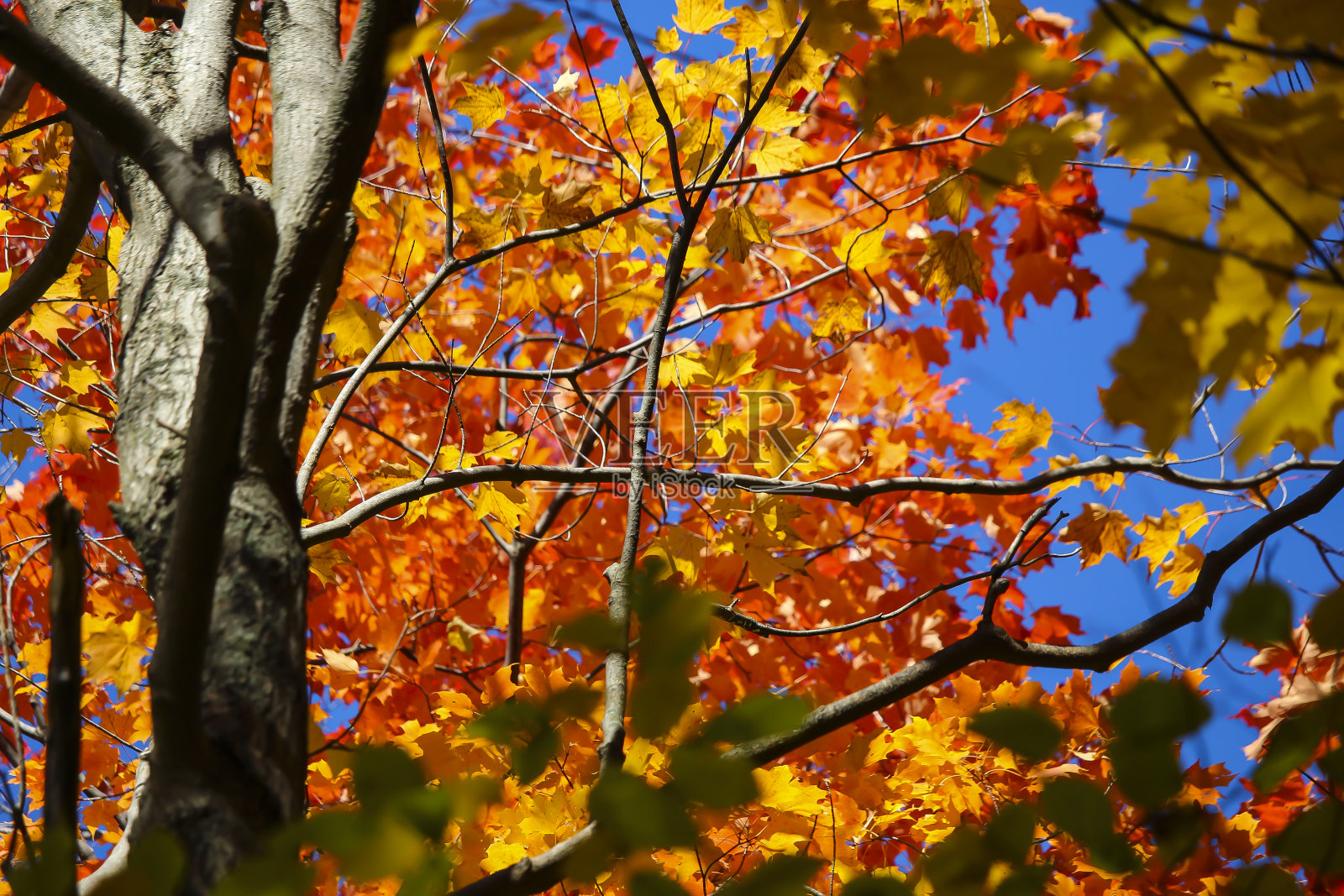 森林里的枫叶照片摄影图片