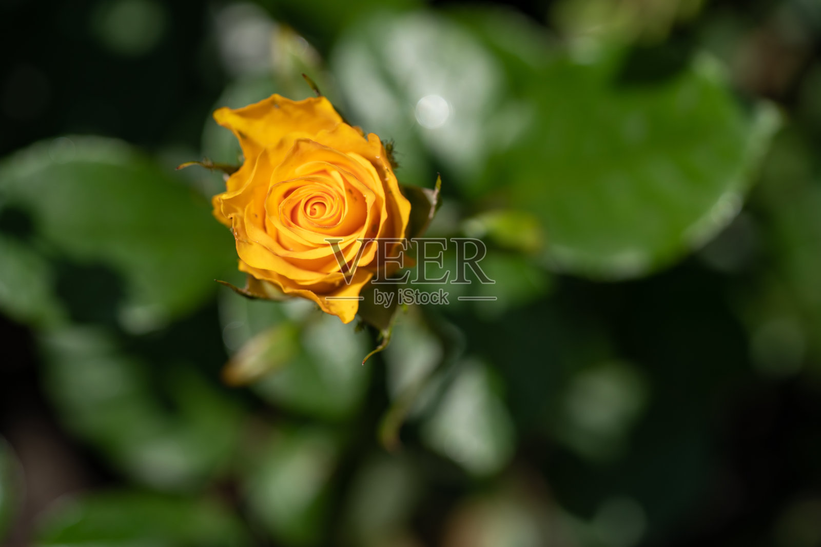 花园中黄色玫瑰的微距拍摄，复制空间照片摄影图片