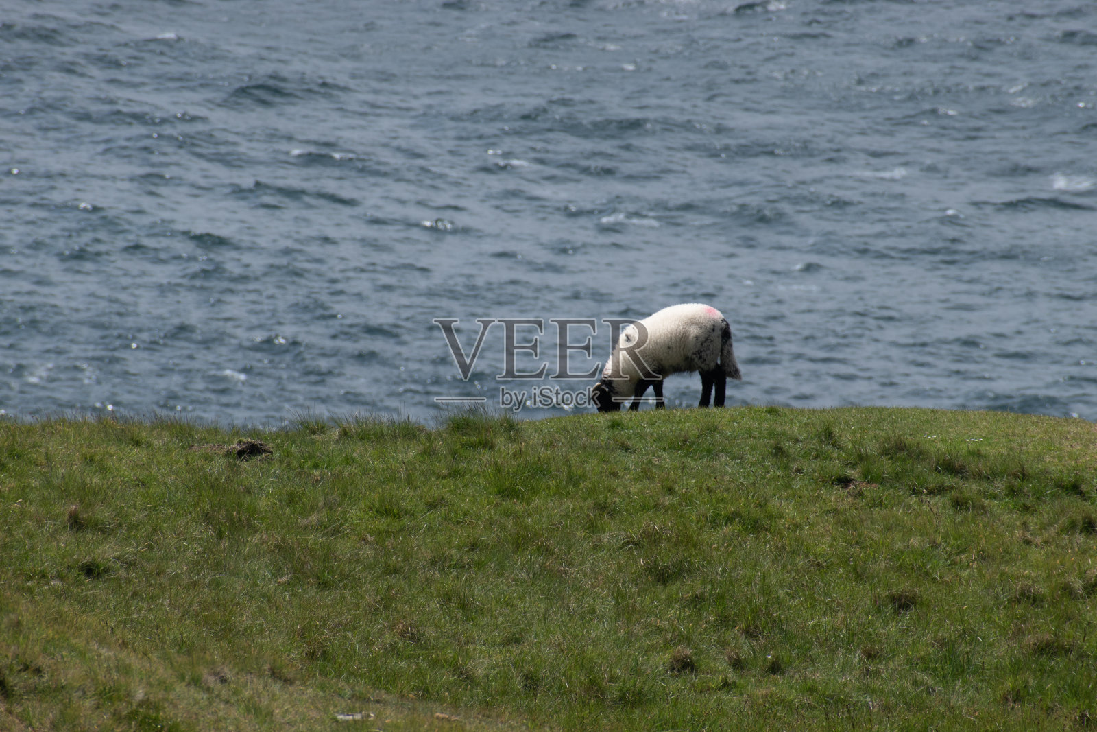 在爱尔兰西海岸，羊群在悬崖边吃草，背景是大西洋照片摄影图片