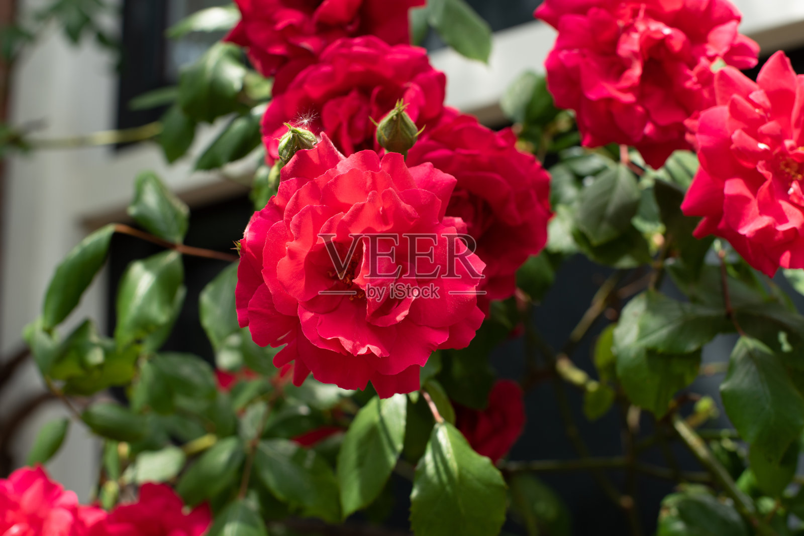 夏日城市里美丽的玫瑰照片摄影图片