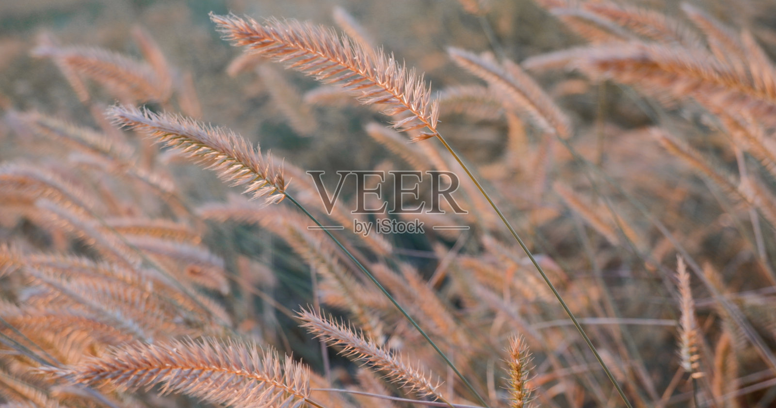 有小穗的野草，夏季植物。绿色的小草长着金色蓬松的耳朵，大自然。日落时的野草的小穗。植物在阳光下生长。田间野生小麦的小穗照片摄影图片