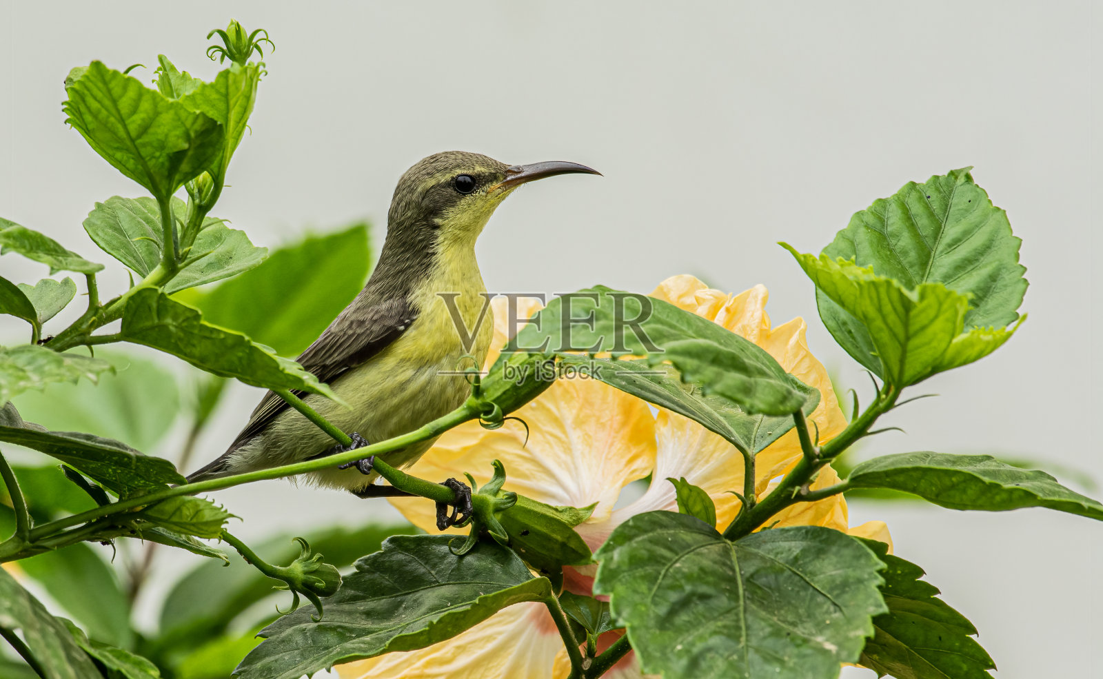 一只雌性紫色太阳鸟注视着下一朵要吸的花照片摄影图片