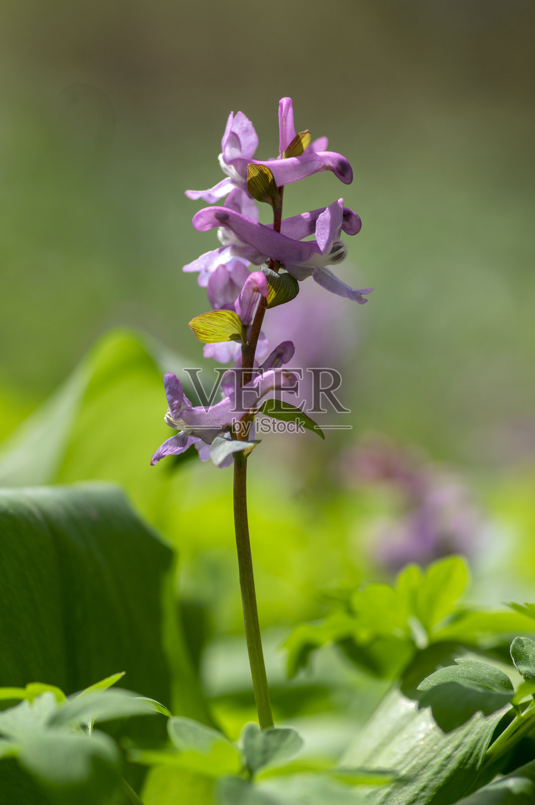 腔延胡索球茎状空心根花盛开，姹紫嫣红紫白色的春花植物照片摄影图片