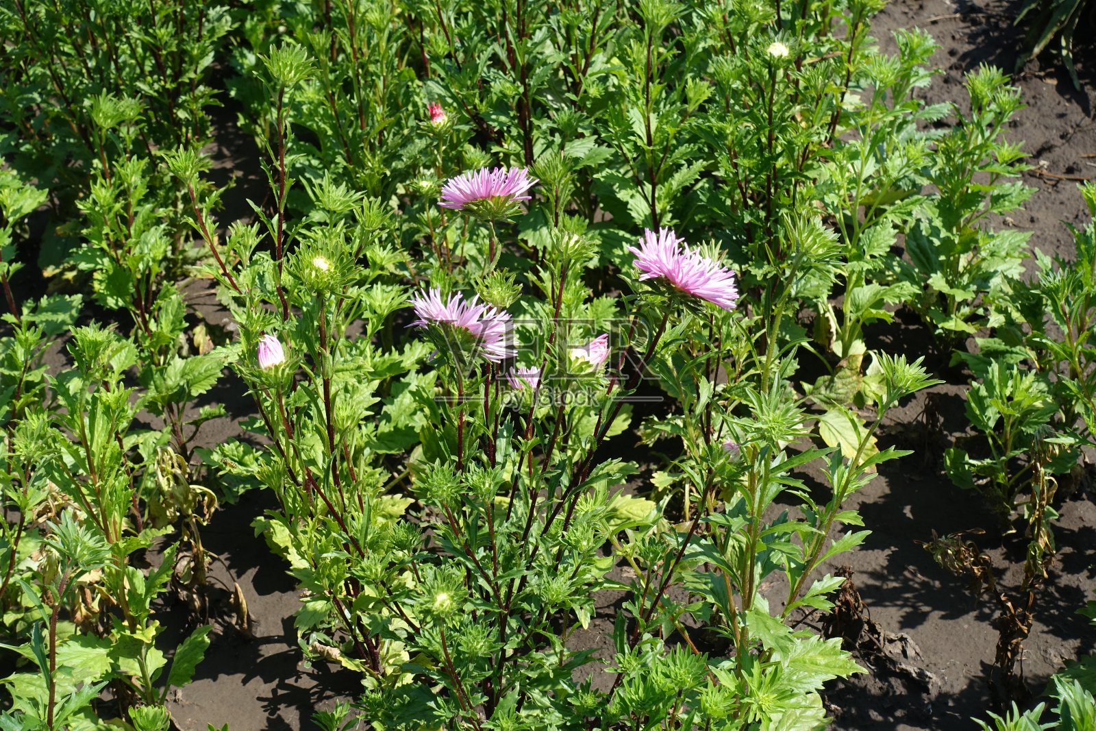 8月份紫菀的绿叶和粉红色的花照片摄影图片